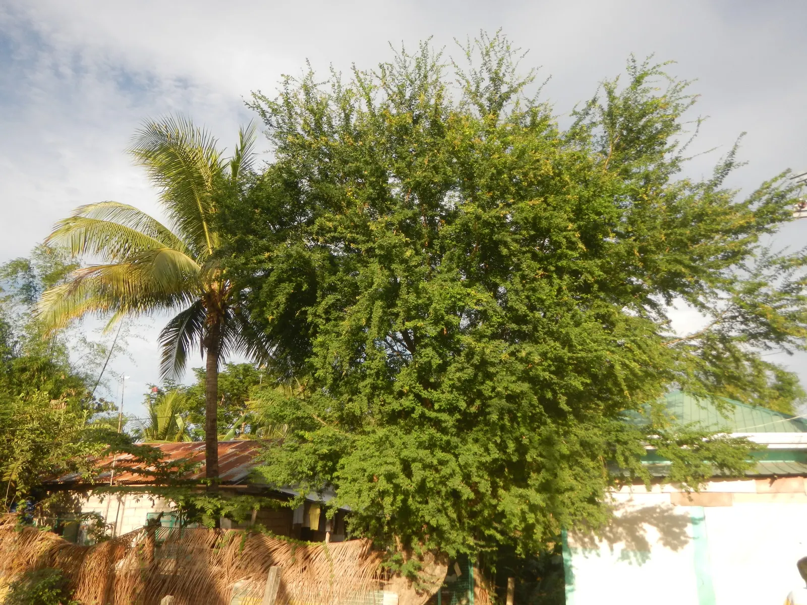 Madras Thorn, Manilla Tamarind (Pithecellobium Dulce) — spiny tree that reaches up to 30-50 feet in height; each comprised of multiple pairs of, image 77