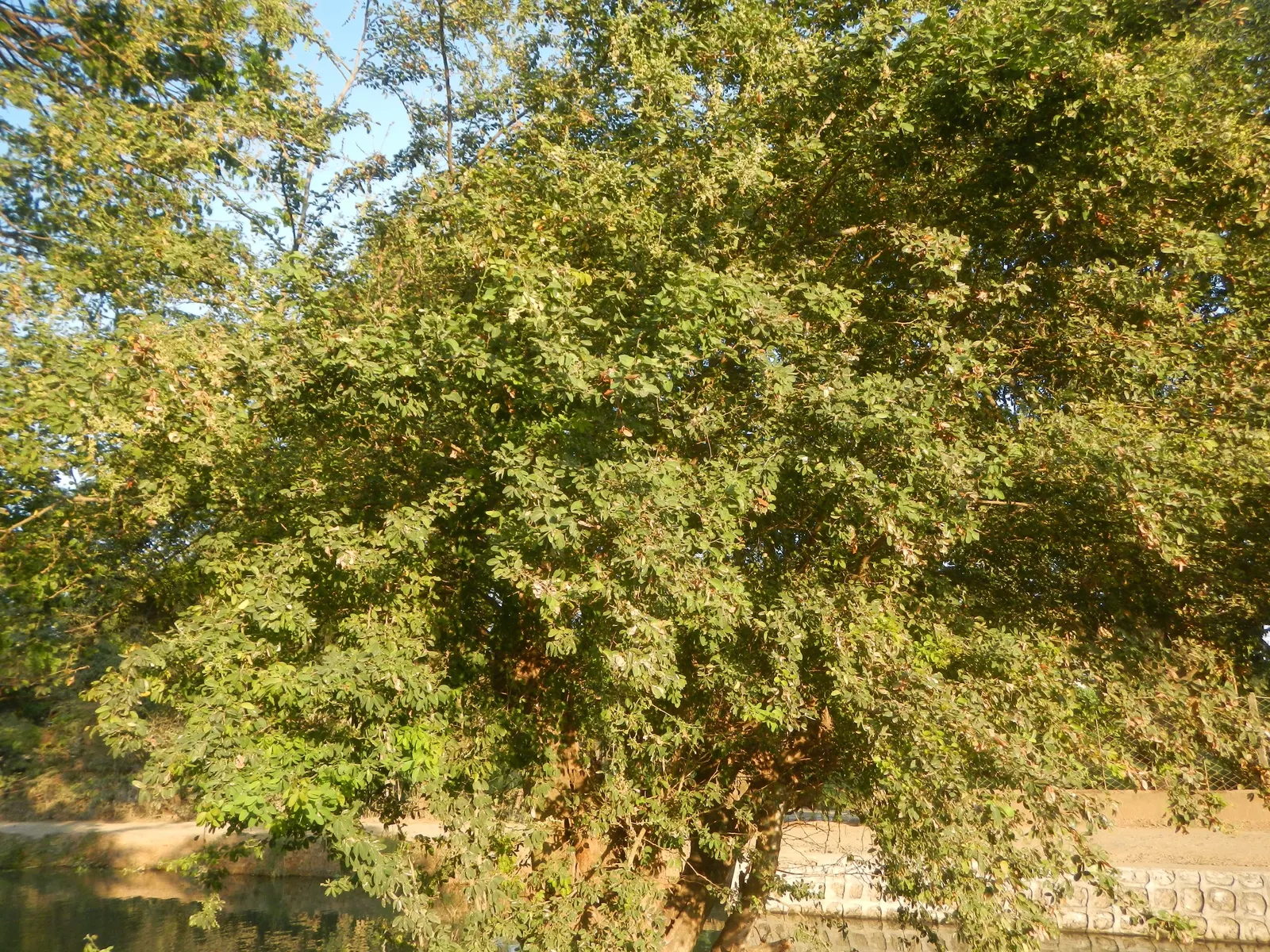 Madras Thorn, Manilla Tamarind (Pithecellobium Dulce) — are about 6 to 8 inches long and create a lush; commonly referred to as Madras thorn or Manila tamarind