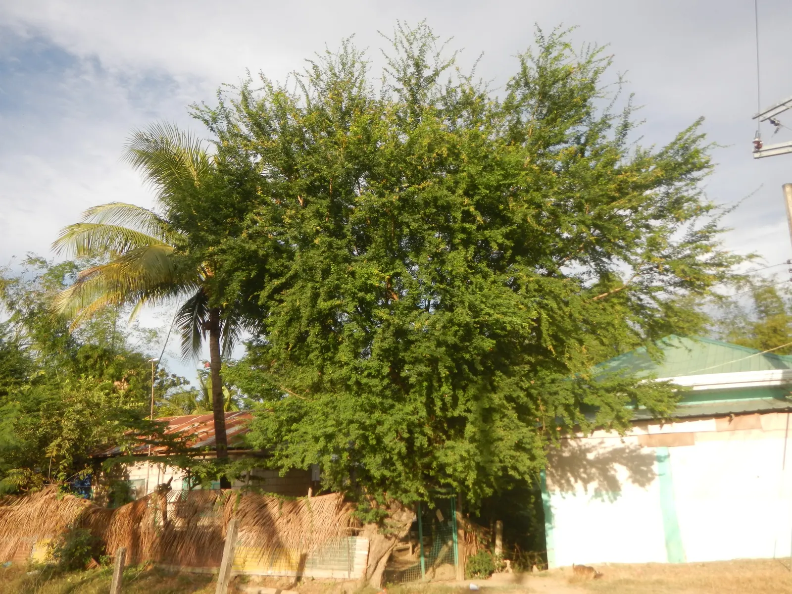 Madras Thorn, Manilla Tamarind (Pithecellobium Dulce) — the Madras thorn produces showy