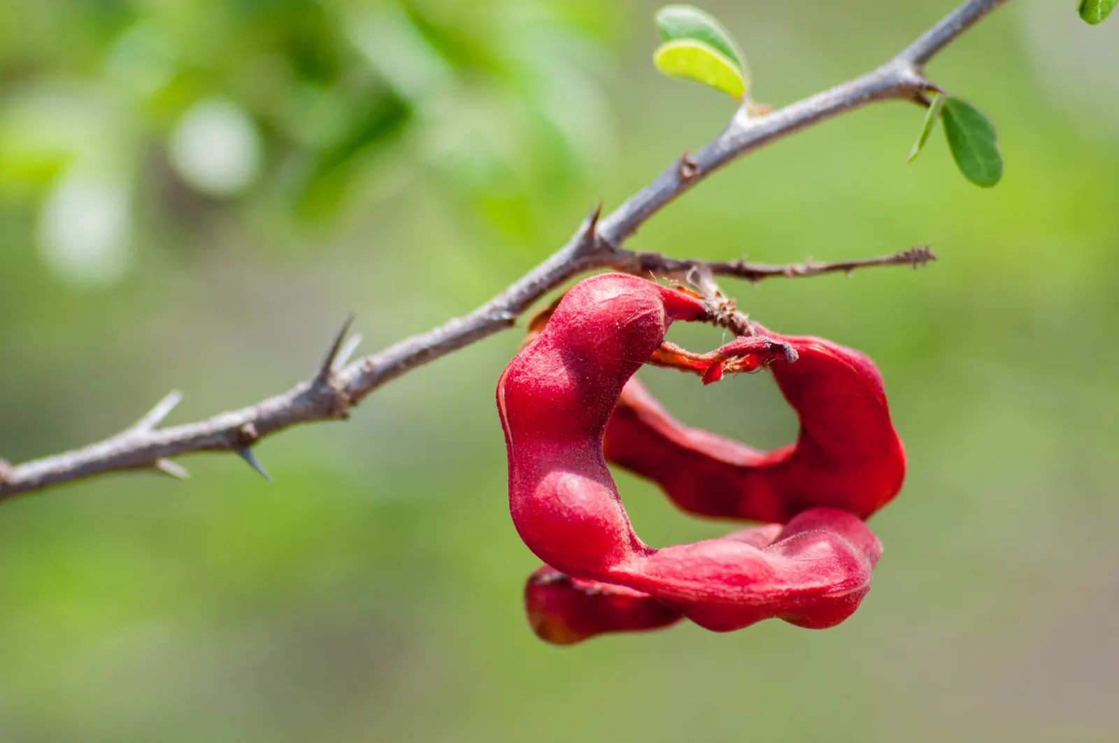 Madras Thorn, Manilla Tamarind (Pithecellobium Dulce) — each around 4 to 6 inches in length