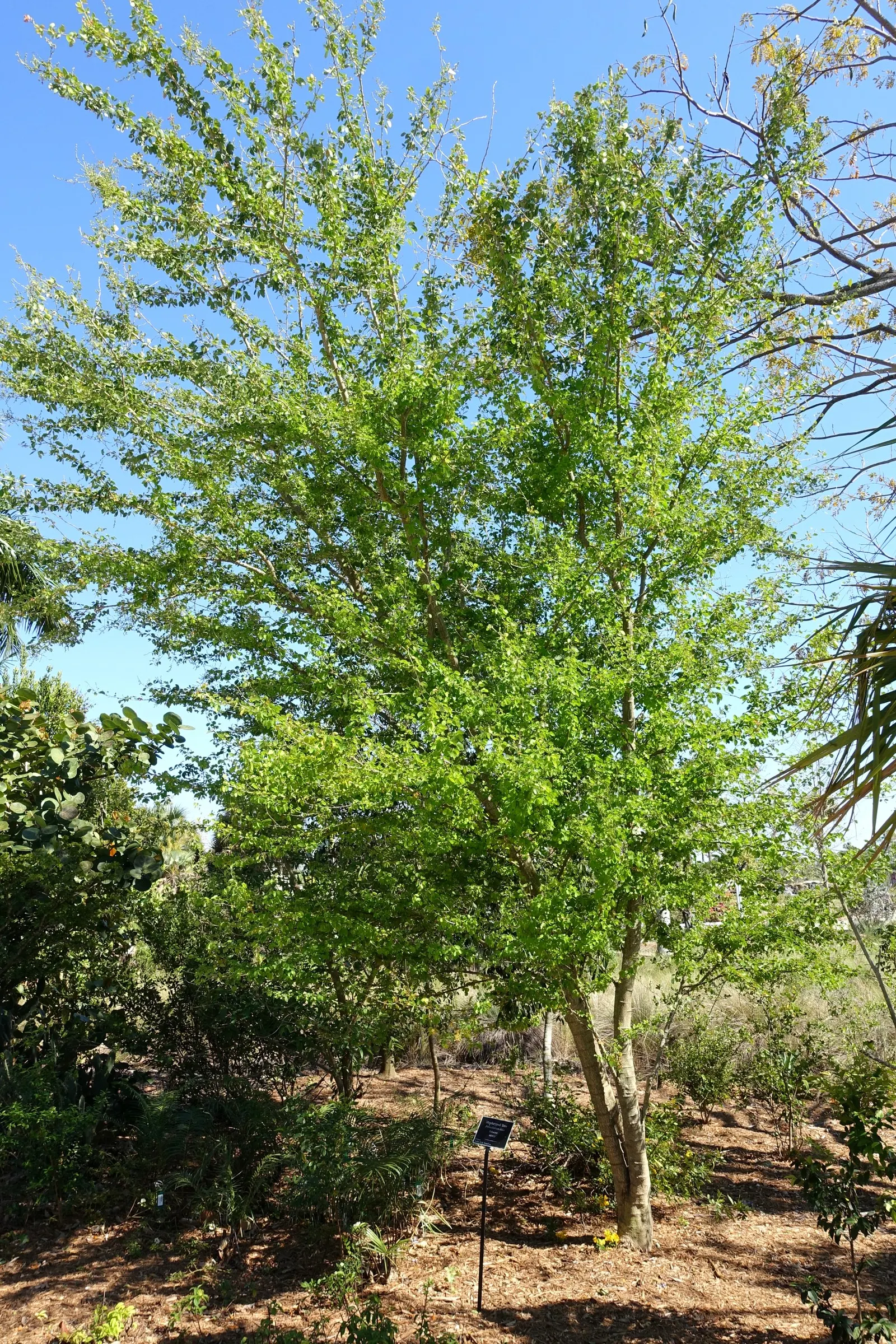 Madras Thorn, Manilla Tamarind (Pithecellobium Dulce) — the tree bears curved pods that mature to a deep red or brown