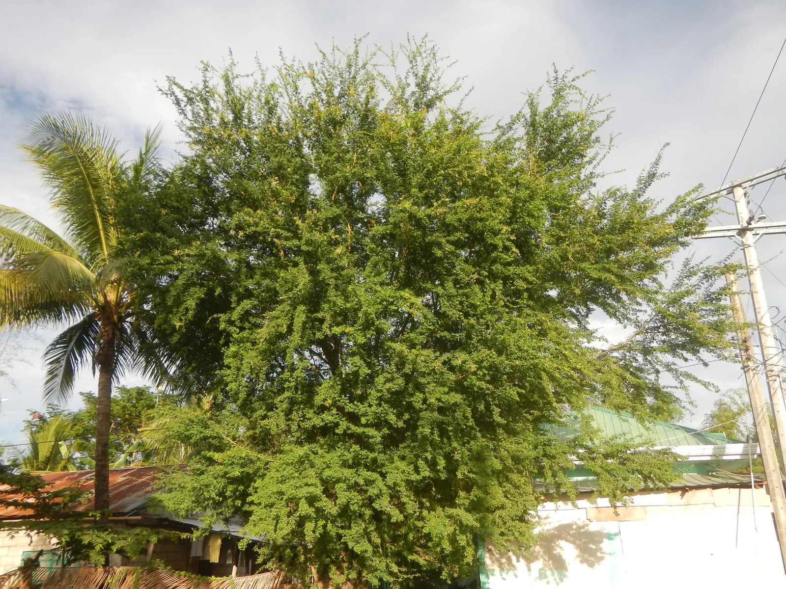 Madras Thorn, Manilla Tamarind (Pithecellobium Dulce) — the tree bears curved pods that mature to a deep red or brown; green and white flowers in the garden