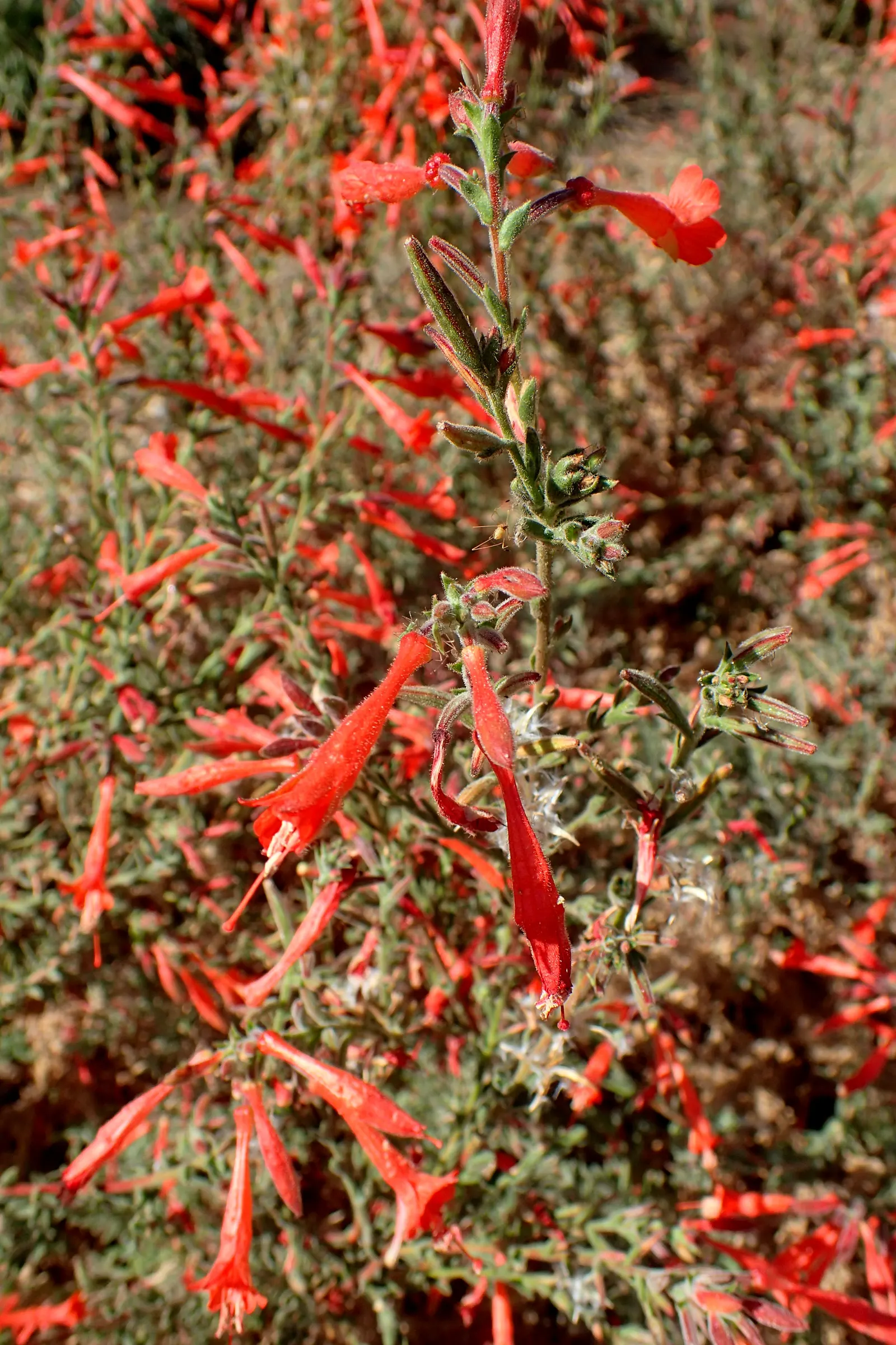 California Fuchsia (Epilobium Canum) — These striking flowers are a magnet for hummingbirds; and a light pruning in late autumn helps maintain its, image 114