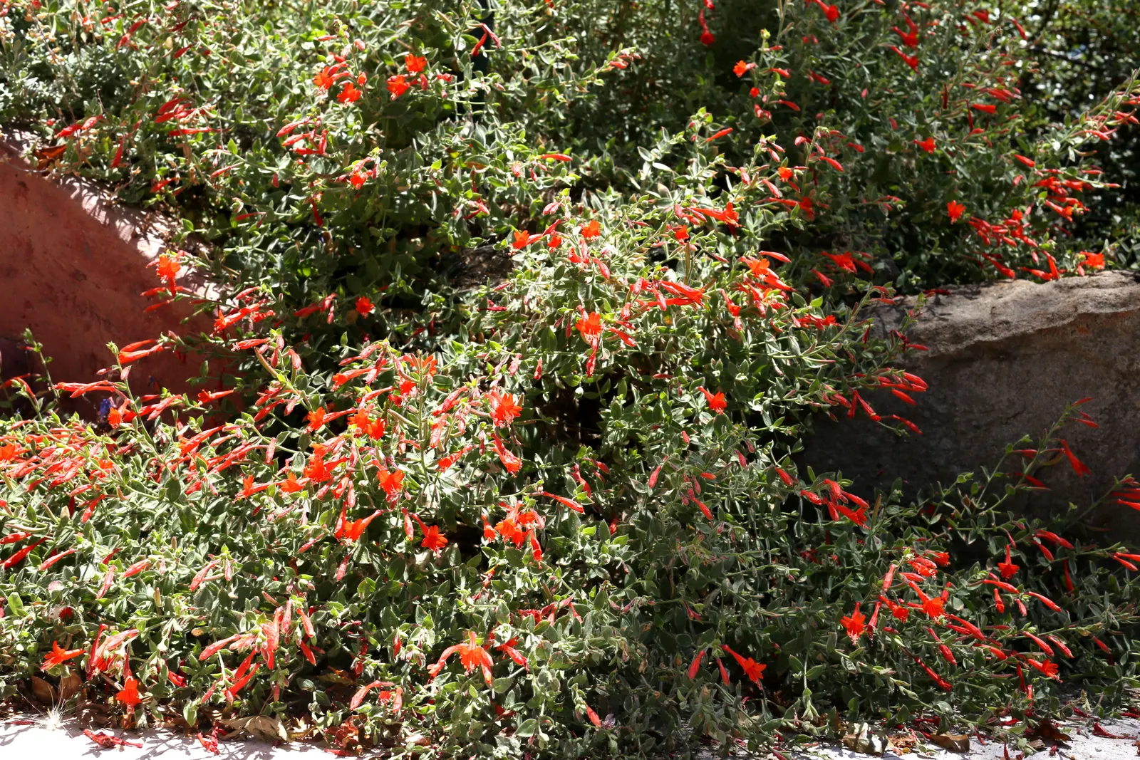 California Fuchsia (Epilobium Canum) — The California Fuchsia blooms profusely from mid-summer to fall, providing an extended season of interest