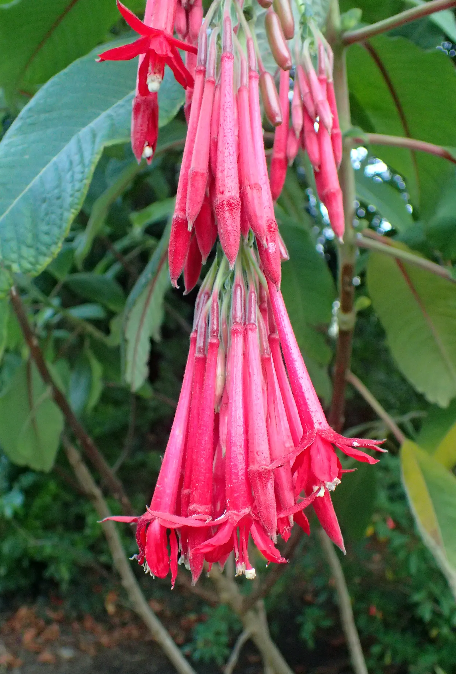 California Fuchsia (Epilobium Canum) — Drought-resistant and thriving in full sun, it reaches 1 to 2 feet in height and spreads 2 to 4 feet wide, image 78