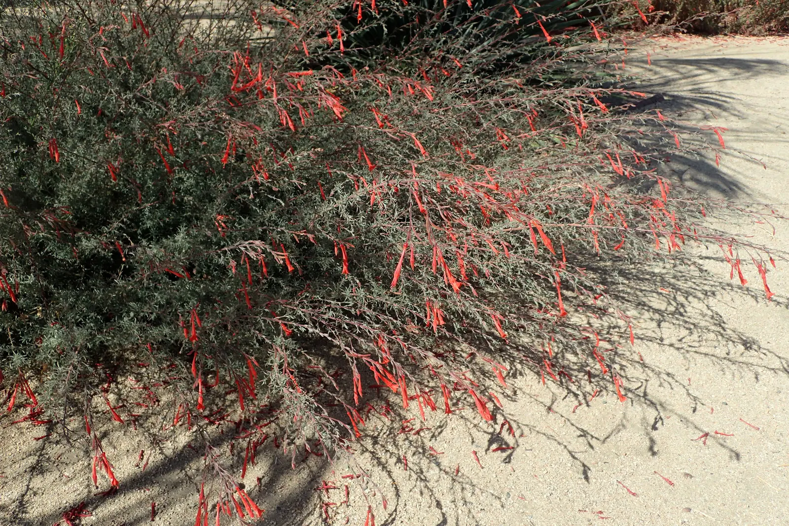 California Fuchsia (Epilobium Canum) — perennial with orange blooms; inviting a lively buzz of activity in the garden.<br><br>For the ideal, image 99