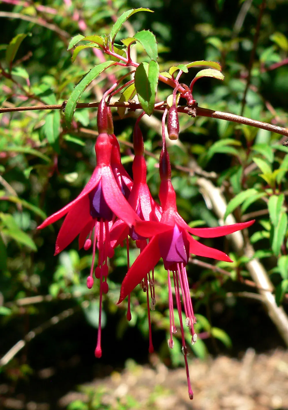 California Fuchsia (Epilobium Canum) — Drought-resistant and thriving in full sun, it reaches 1 to 2 feet in height and spreads 2 to 4 feet wide