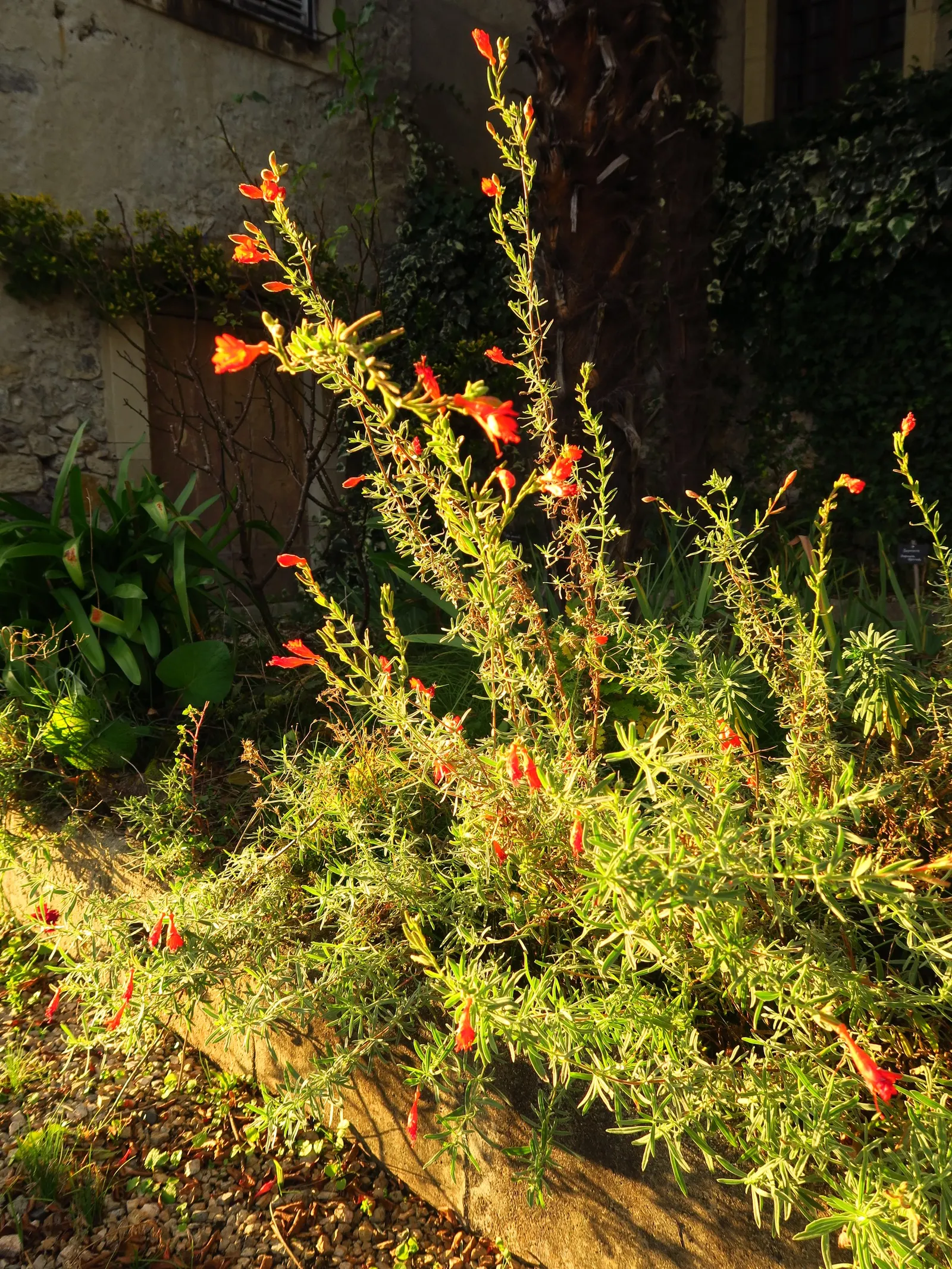 California Fuchsia (Epilobium Canum) — Minimal maintenance is required; plant it in well-drained soil and position it where it can receive full sun, image 92