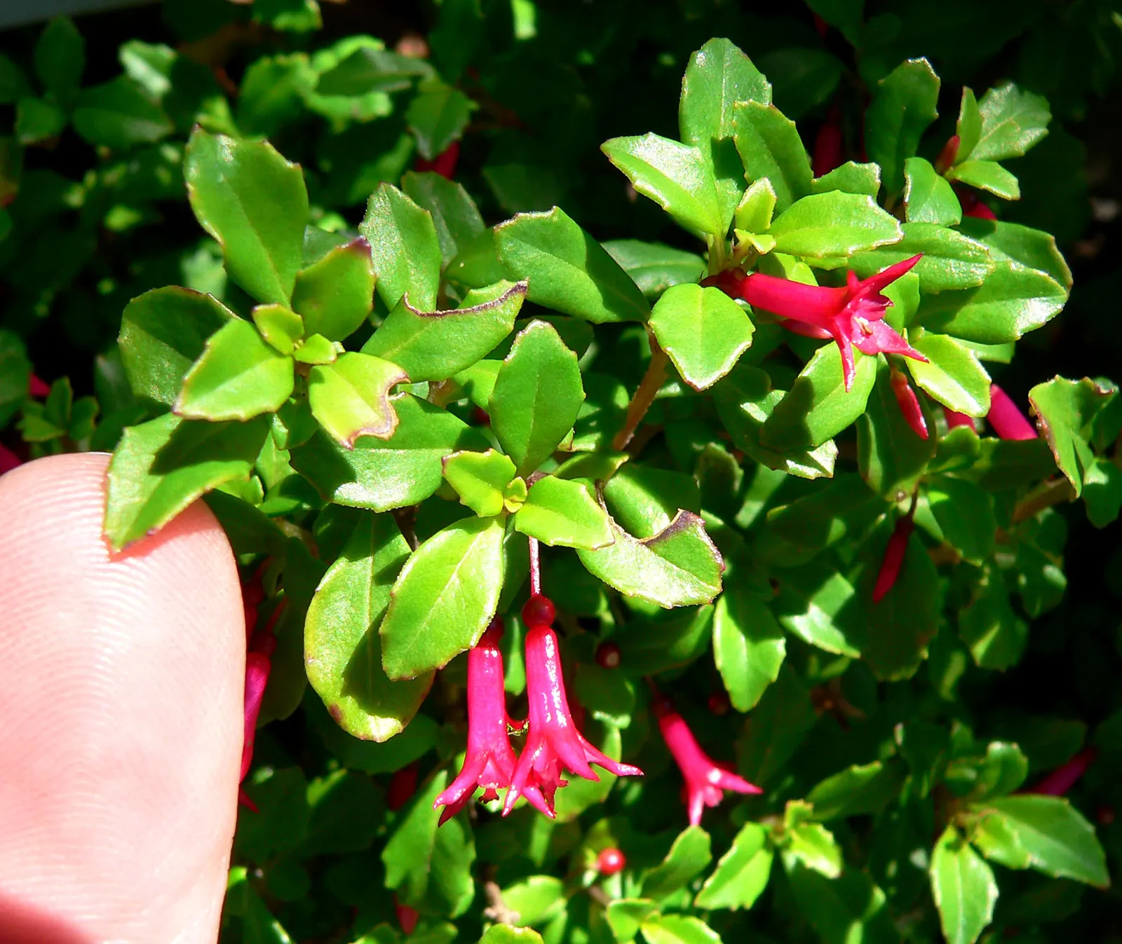 California Fuchsia (Epilobium Canum) — scientifically named Epilobium canum