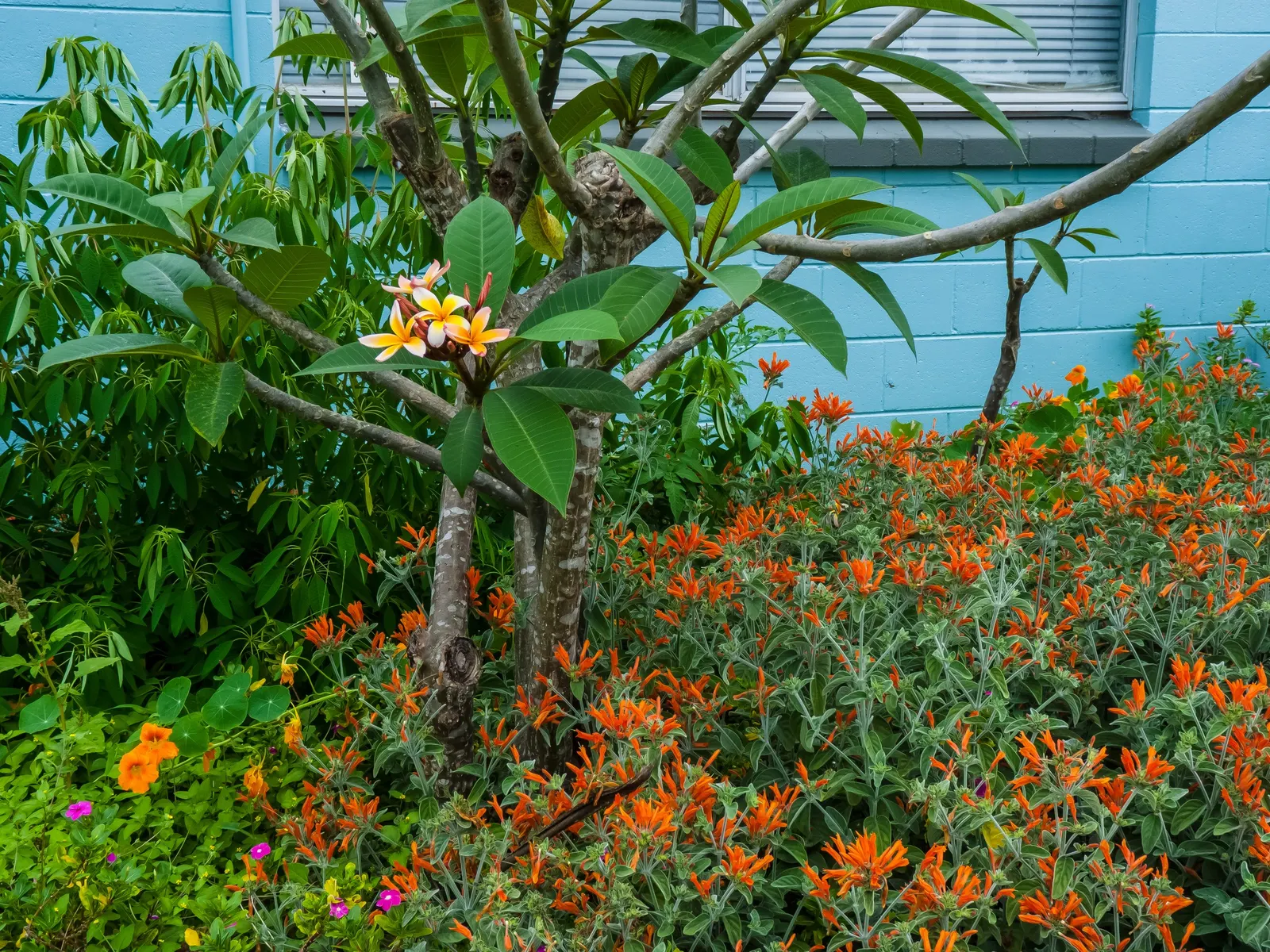 California Fuchsia (Epilobium Canum) — thriving in hardiness zones 7-10