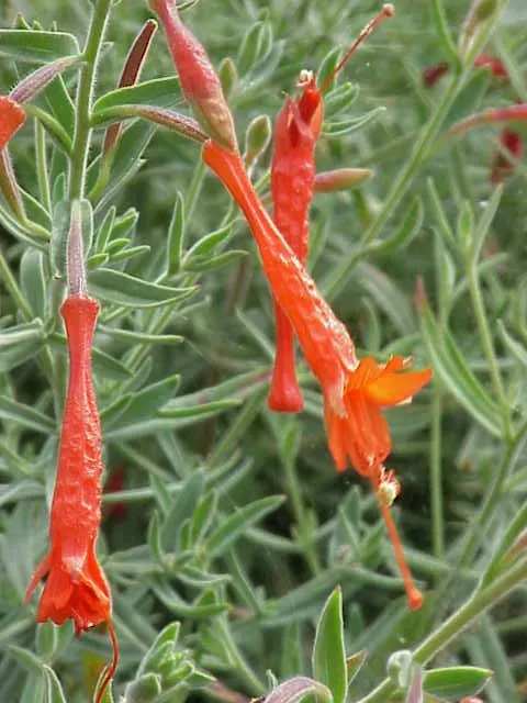 California Fuchsia (Epilobium Canum) — though occasional watering during prolonged dry spells will keep it looking its best; orange flowers in the, image 118