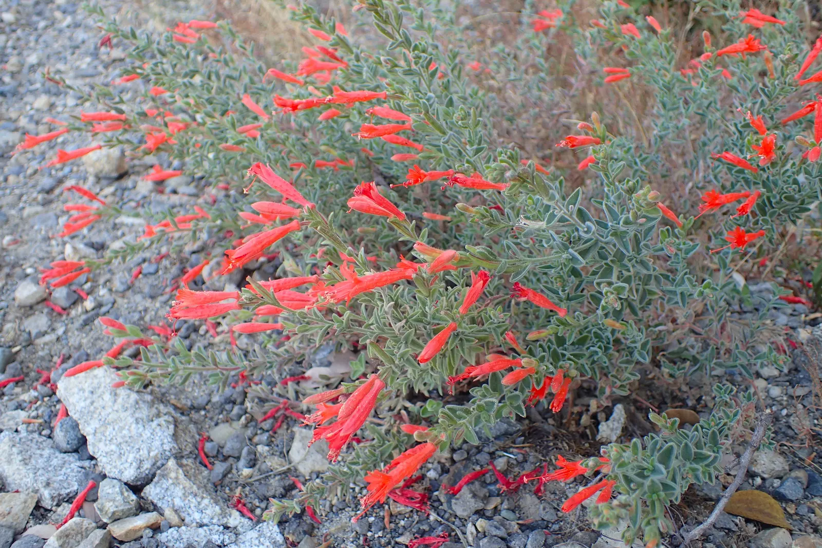 California Fuchsia (Epilobium Canum) — The California Fuchsia blooms profusely from mid-summer to fall, providing an extended season of interest, image 88