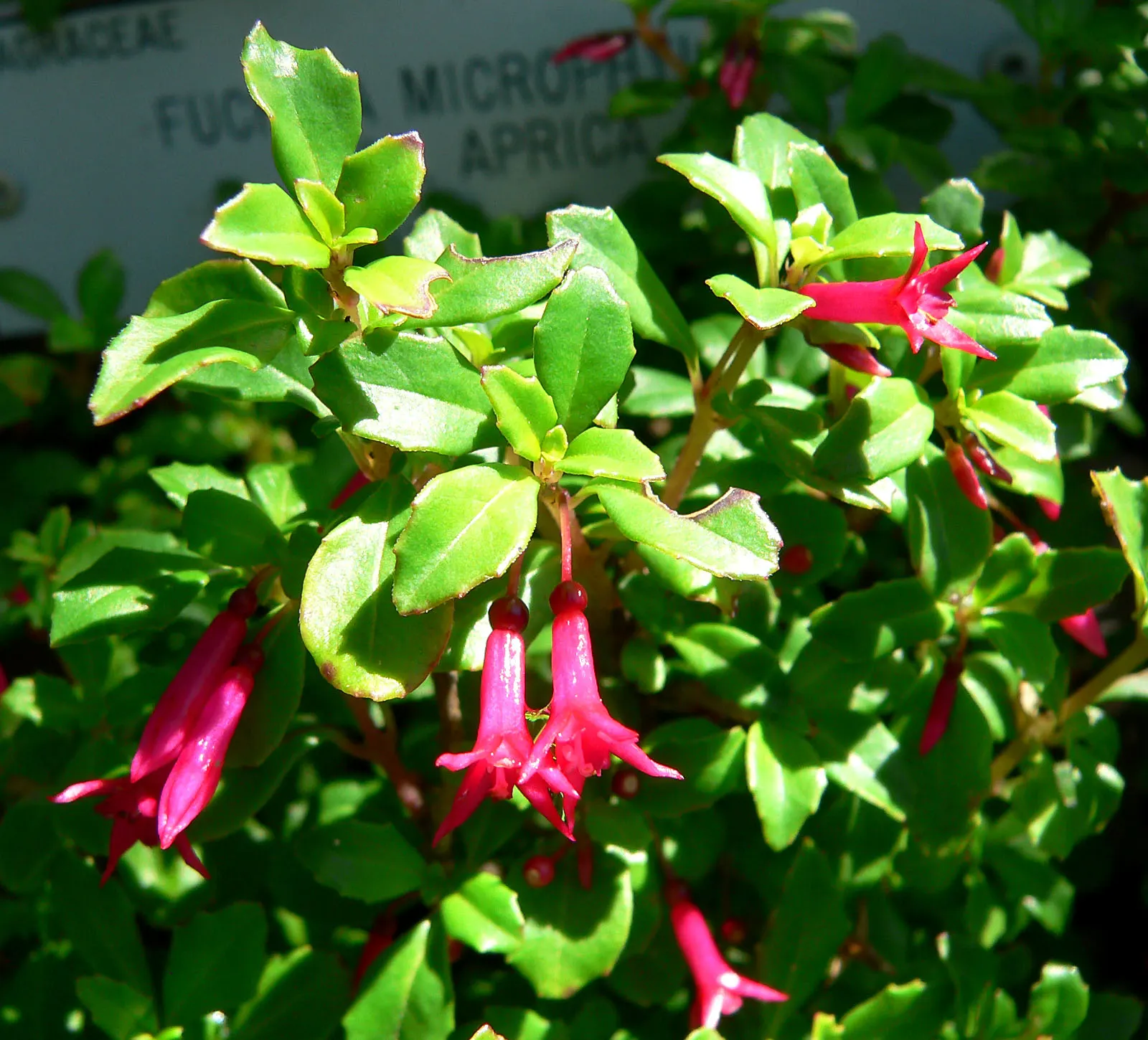 California Fuchsia (Epilobium Canum) — Prune post-blooming to maintain shape and encourage growth