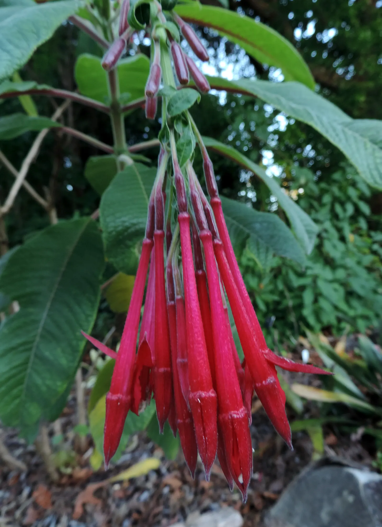 California Fuchsia (Epilobium Canum) — Its bright red-orange flowers, blooming from summer to fall, attract hummingbirds; while the plant itself, image 77