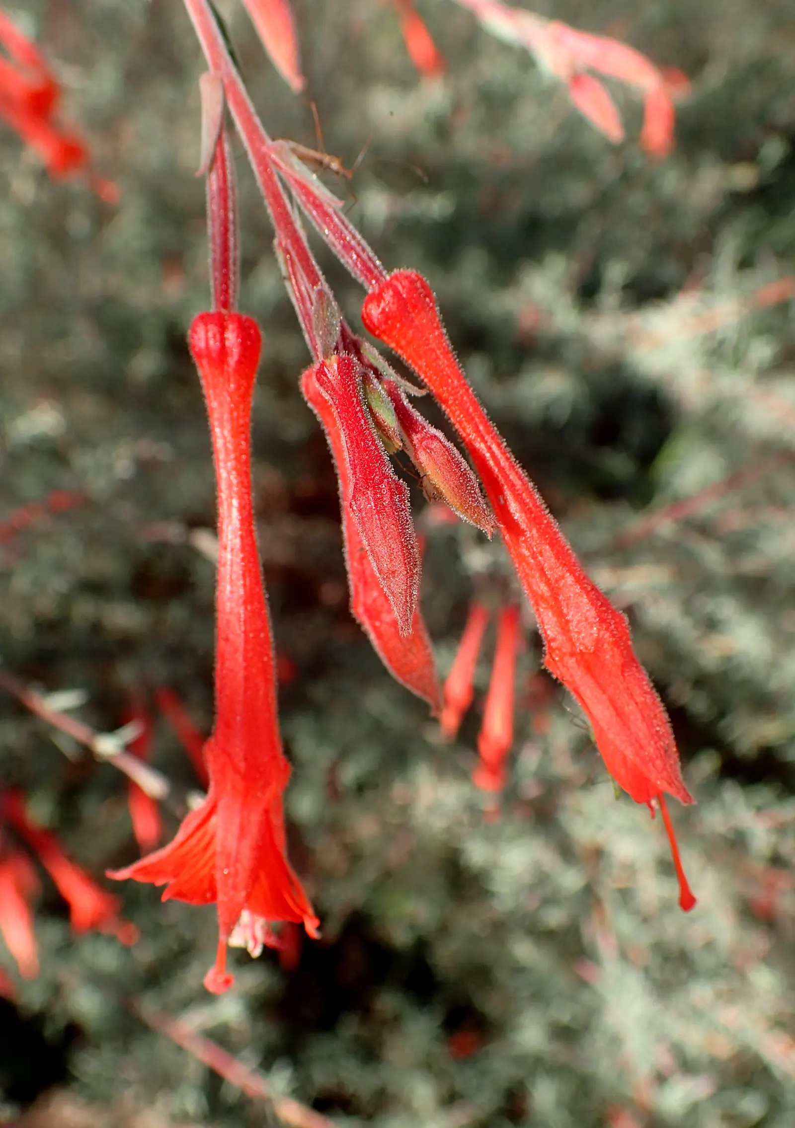 California Fuchsia (Epilobium Canum) — perennial for full; california Fuchsia is a sustainable and eye-catching addition to any Californian, image 100
