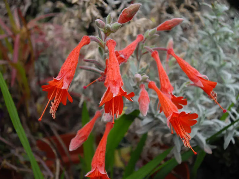 California Fuchsia (Epilobium Canum) — Adds a colorful, low-maintenance option for wildscape designs; these striking flowers are a magnet for, image 81