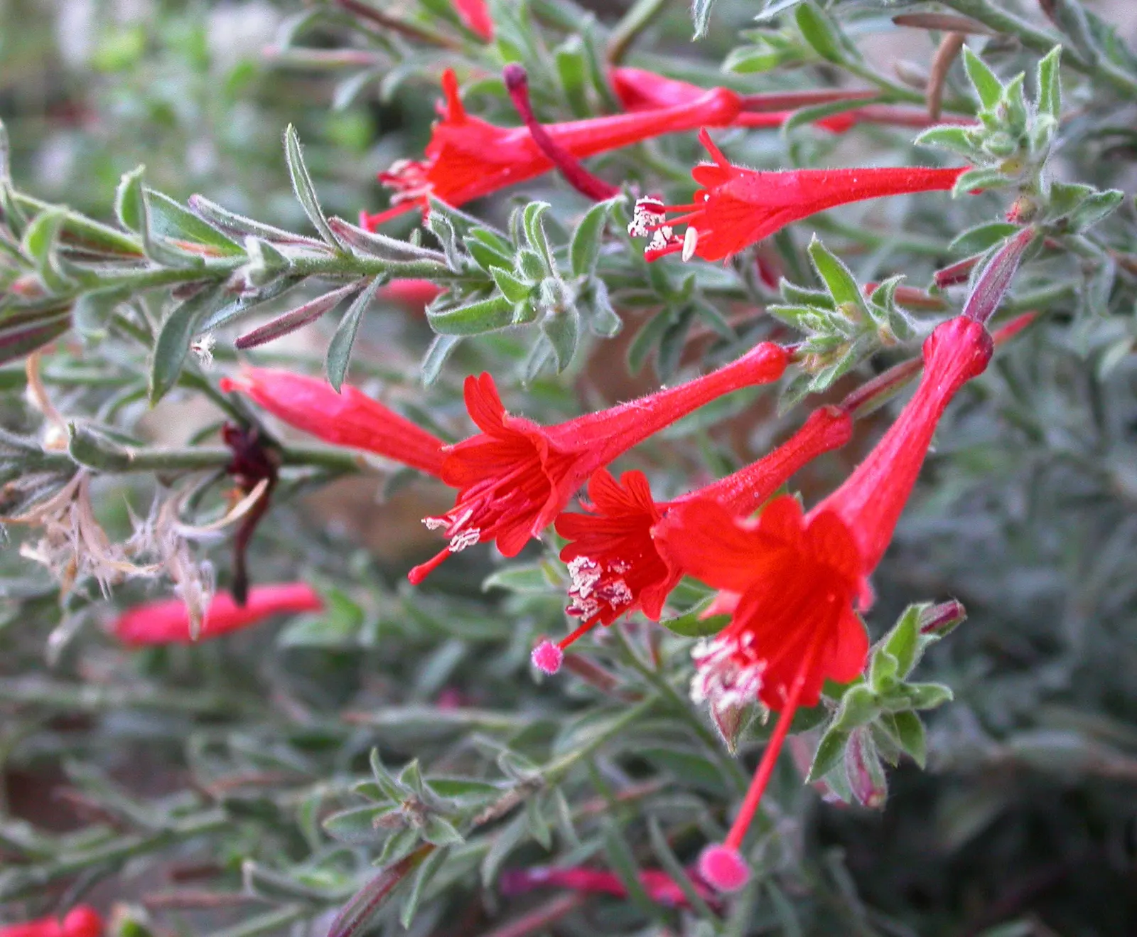 California Fuchsia (Epilobium Canum) — orange flowers in the garden; thriving in hardiness zones 7-10, image 98