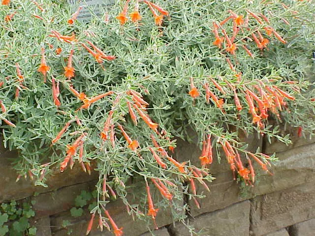 California Fuchsia (Epilobium Canum) — Deadheading spent blooms can encourage a more robust display; prune post-blooming to maintain shape and, image 94