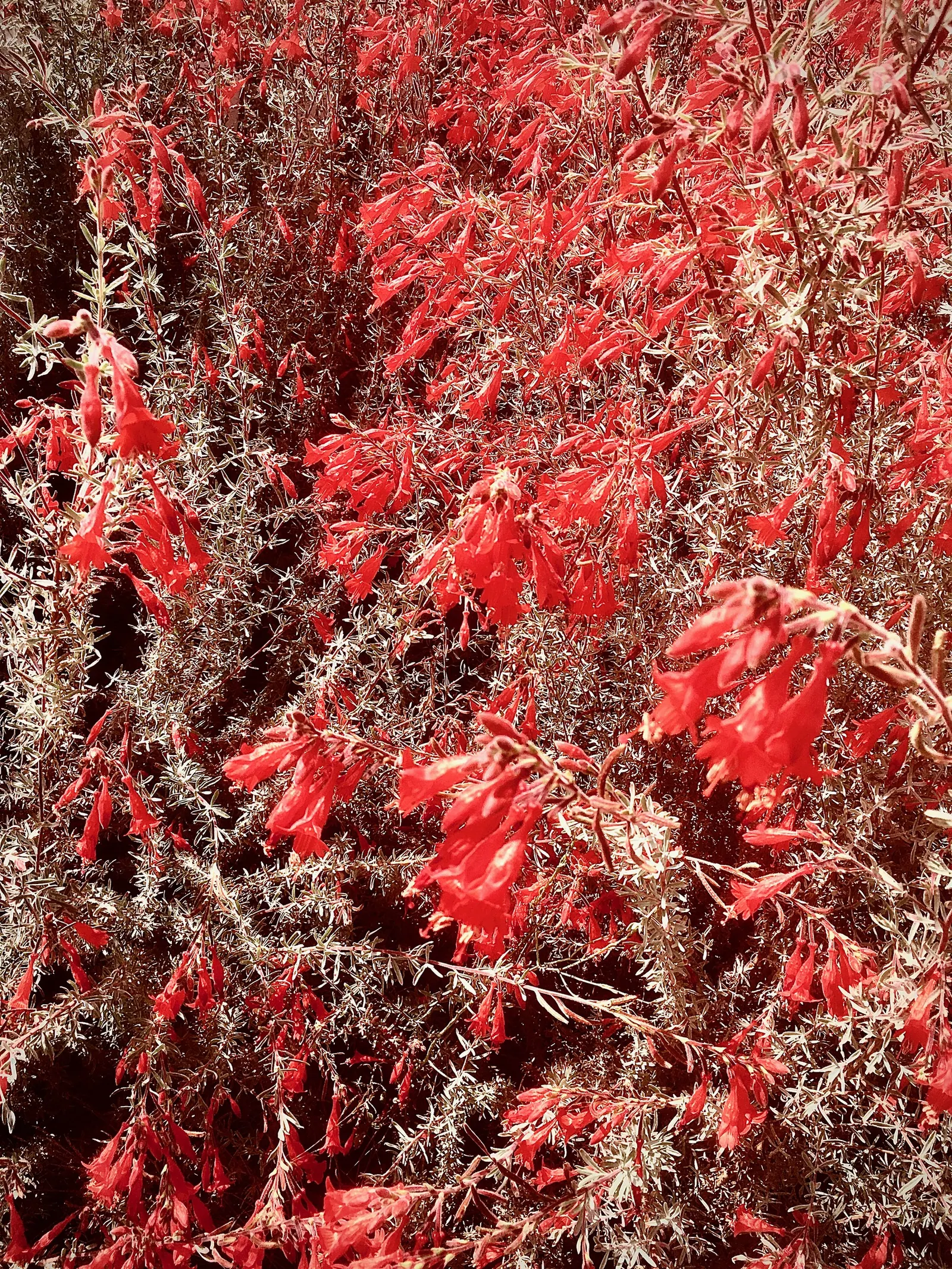 California Fuchsia (Epilobium Canum) — while the plant itself typically reaches a height of 1 to 2 feet with a spreading habit of 2 to 4 feet wide