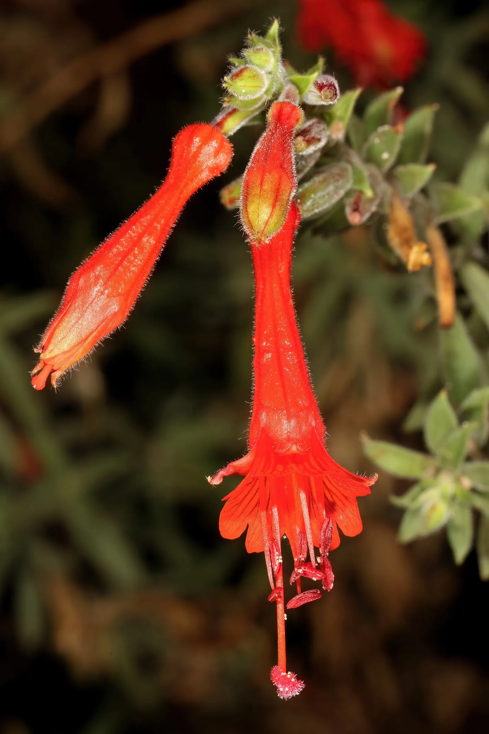California Fuchsia (Epilobium Canum) — creating a dense mat that can suppress weeds effectively; adds a colorful, low-maintenance option for, image 112