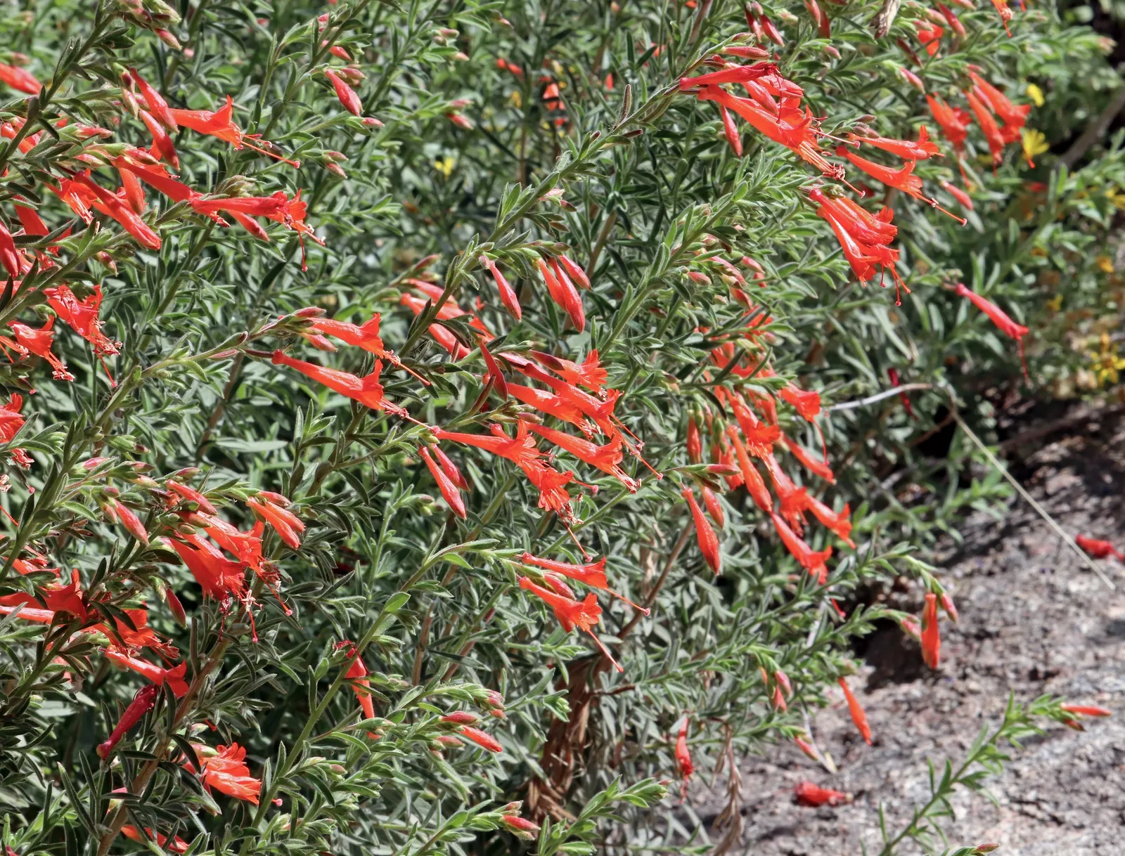 California Fuchsia (Epilobium Canum) — Its bright red-orange flowers, blooming from summer to fall, attract hummingbirds