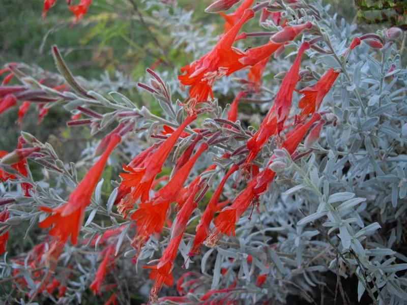 California Fuchsia (Epilobium Canum) — Ideal for low-water gardens, it requires well-drained soils; perennial for full, image 104
