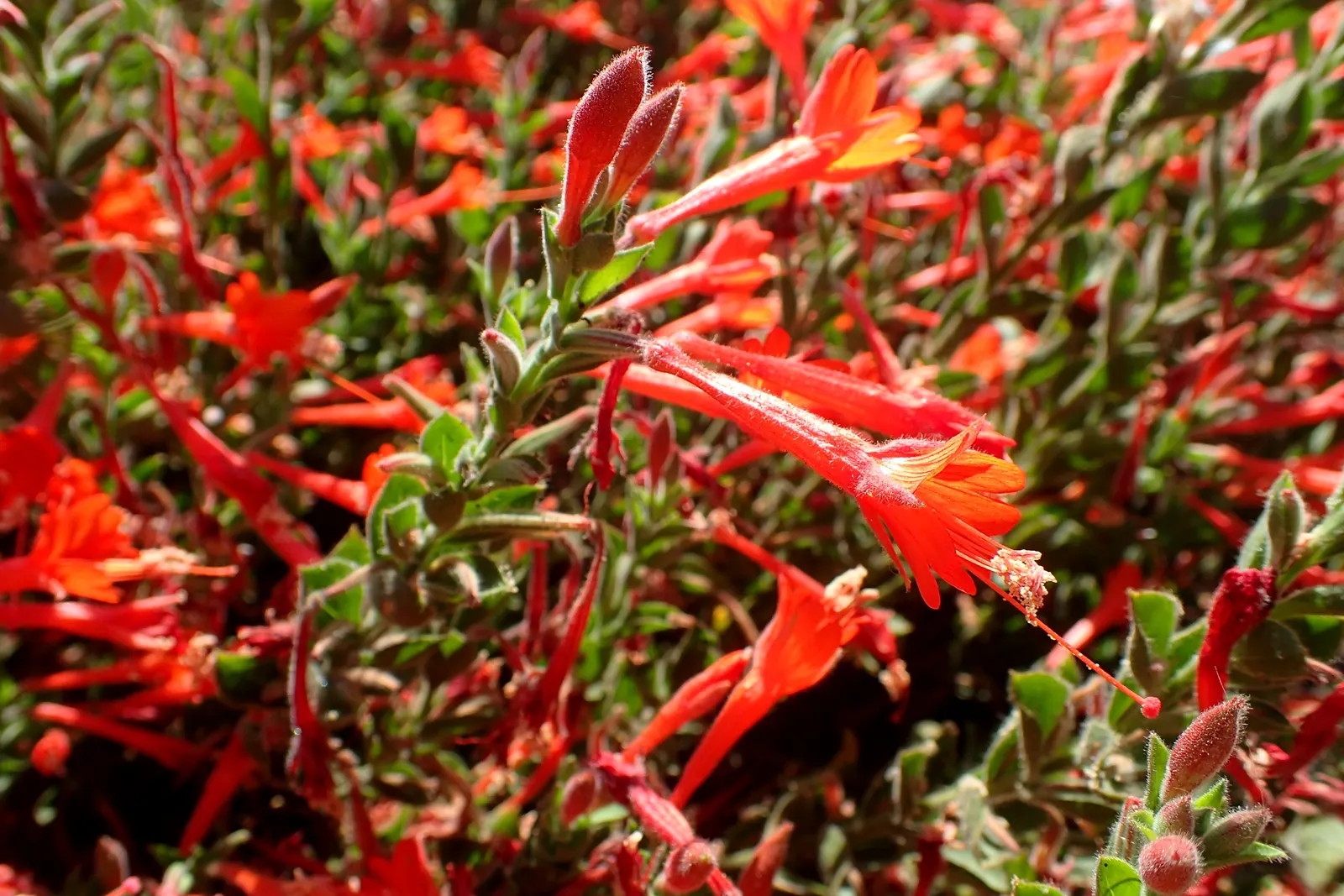 California Fuchsia (Epilobium Canum) — Drought-resistant and thriving in full sun, it reaches 1 to 2 feet in height and spreads 2 to 4 feet wide, image 103
