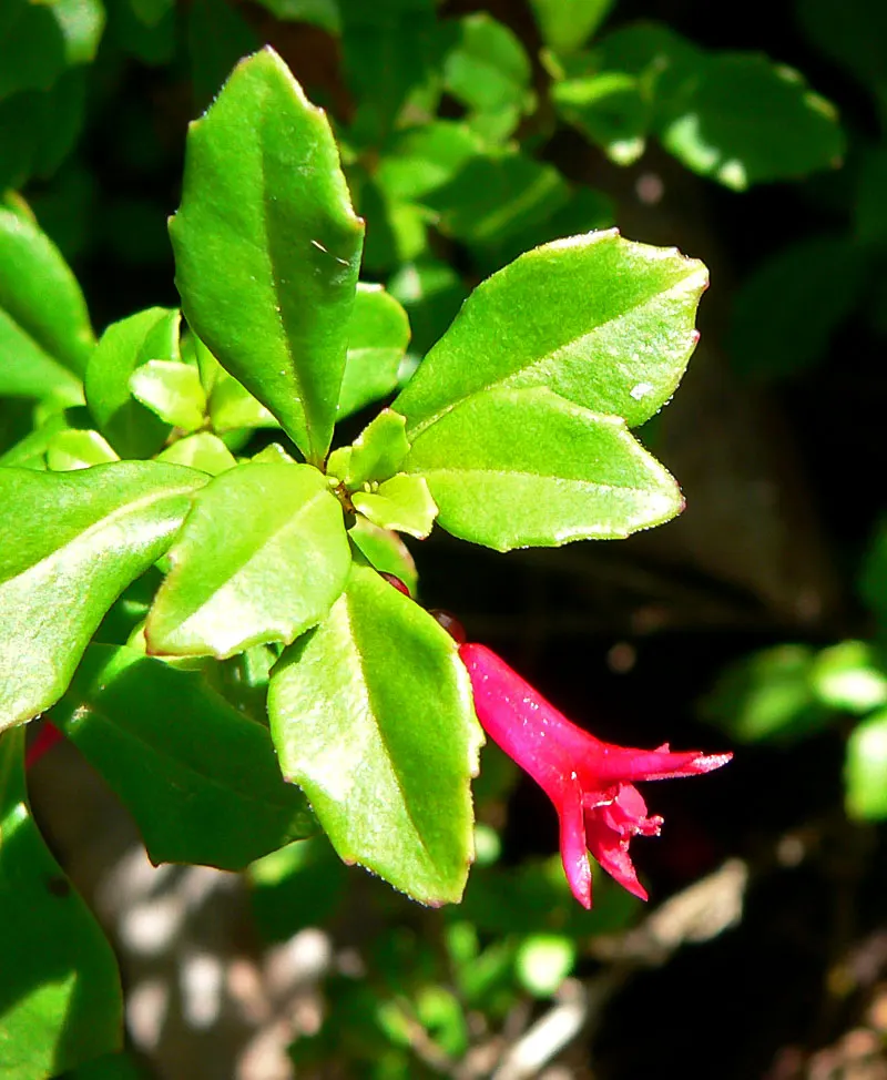 California Fuchsia (Epilobium Canum) — Ideal for low-water gardens, it requires well-drained soils