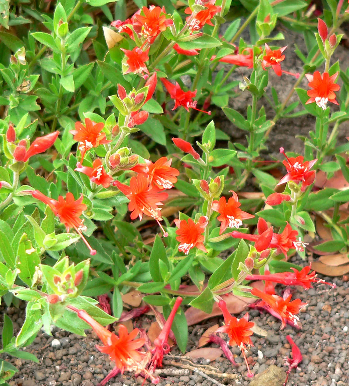 California Fuchsia (Epilobium Canum) — California Fuchsia is a sustainable and eye-catching addition to any Californian landscape; california, image 97