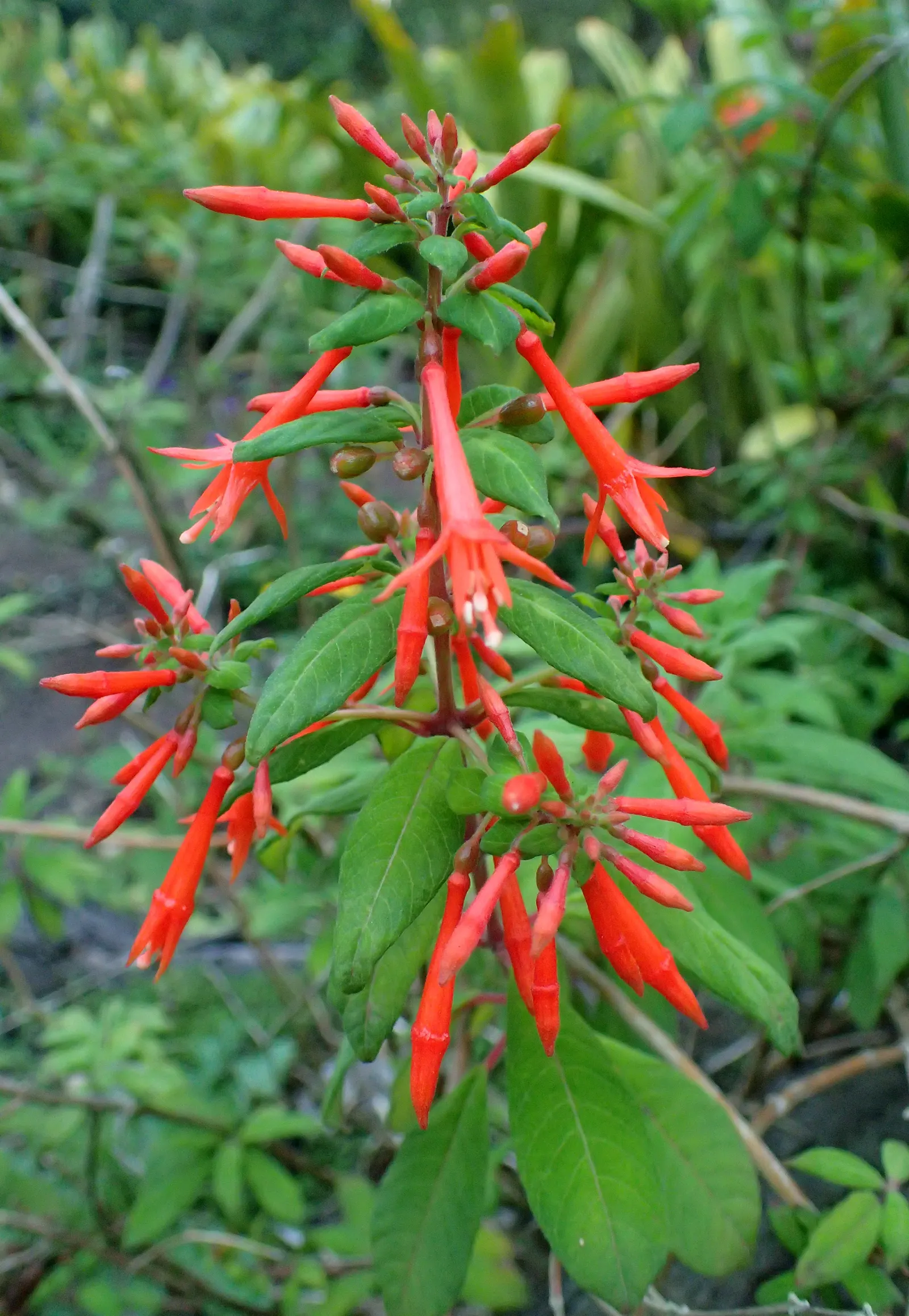 California Fuchsia (Epilobium Canum) — Ideal for low-water gardens, it requires well-drained soils; perennial for full, image 79