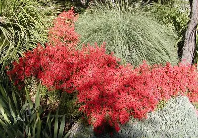 California Fuchsia (Epilobium Canum) — thriving in hardiness zones 7-10; drought-resistant and thriving in full sun, it reaches 1 to 2 feet in, image 83