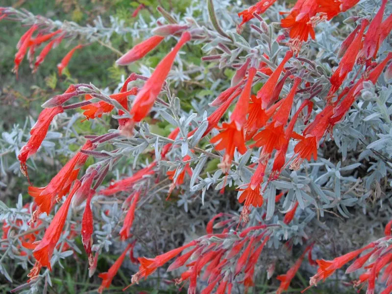 California Fuchsia (Epilobium Canum) — Prune post-blooming to maintain shape and encourage growth; scientifically named Epilobium canum, image 105