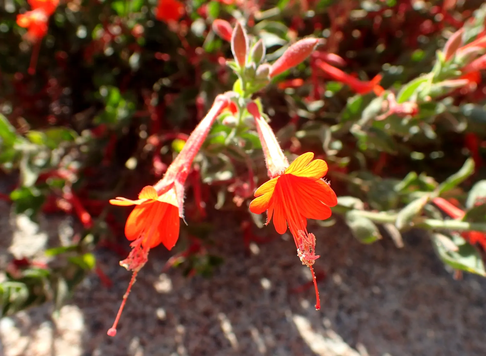 California Fuchsia (Epilobium Canum) — California Fuchsia (Epilobium canum) is a vibrant perennial thriving in zones 8-10; ideal for low-water, image 101