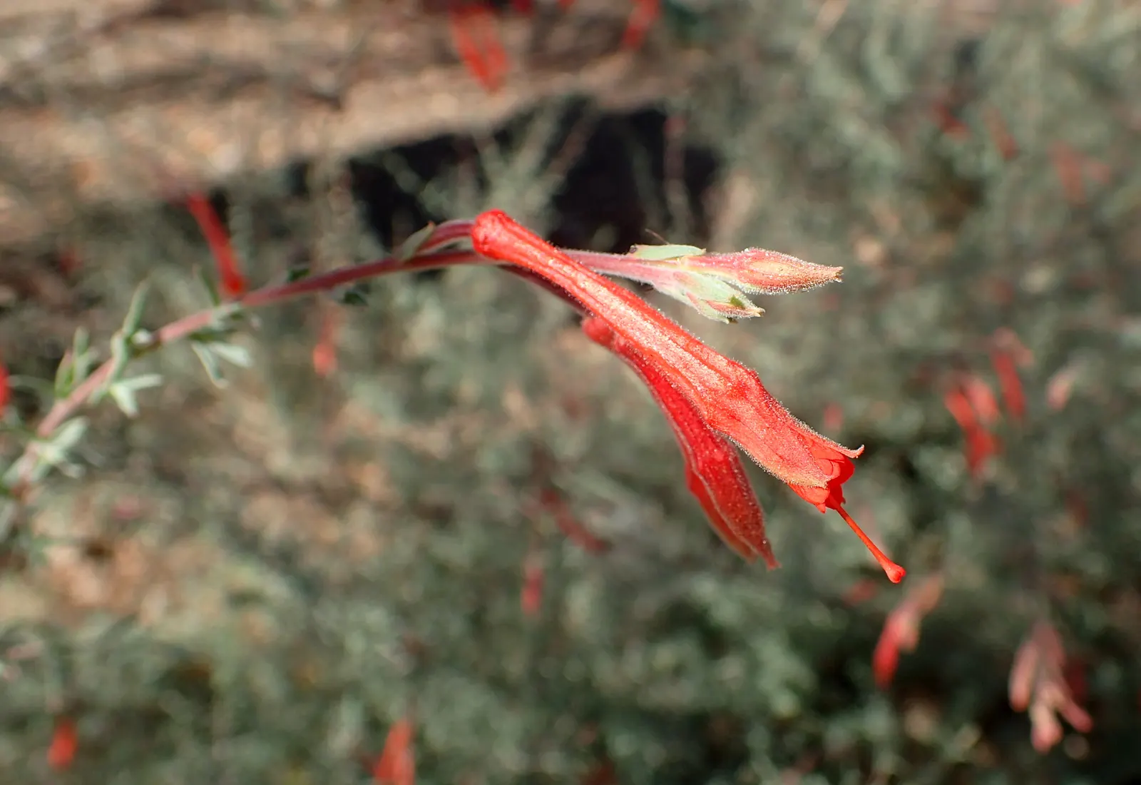 California Fuchsia (Epilobium Canum) — With its low-water needs and high wildlife value; deadheading spent blooms can encourage a more robust, image 96