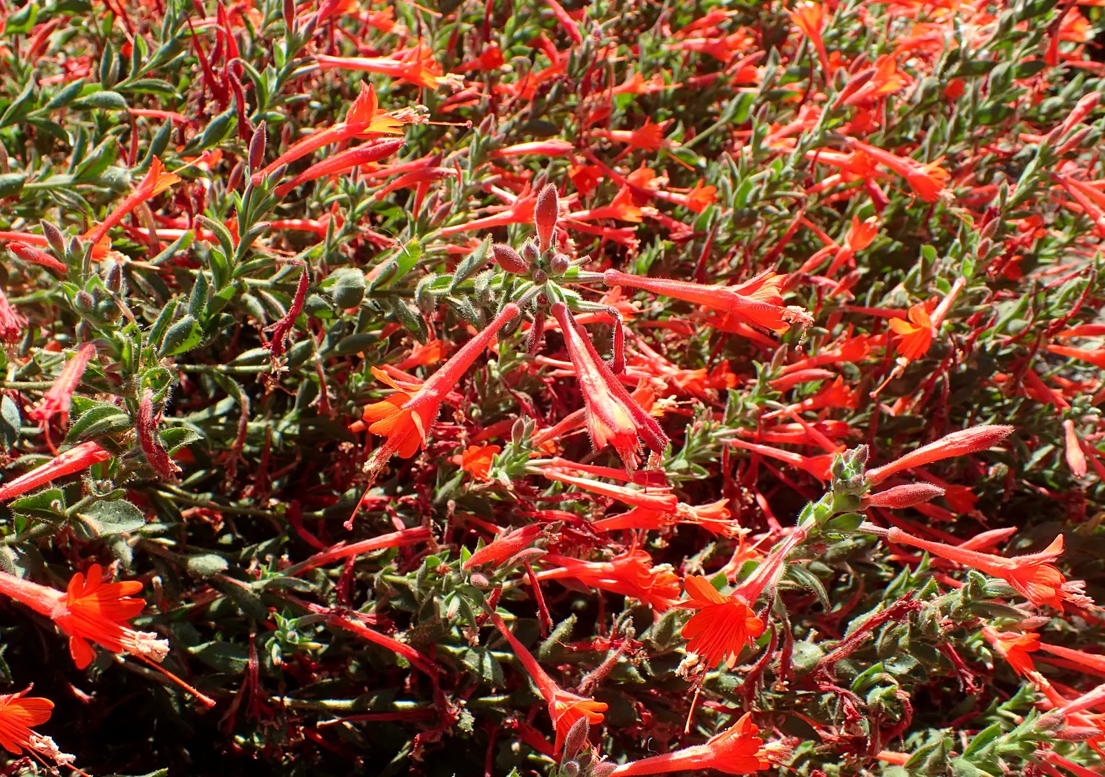 California Fuchsia (Epilobium Canum) — scientifically named Epilobium canum; with its low-water needs and high wildlife value, image 82