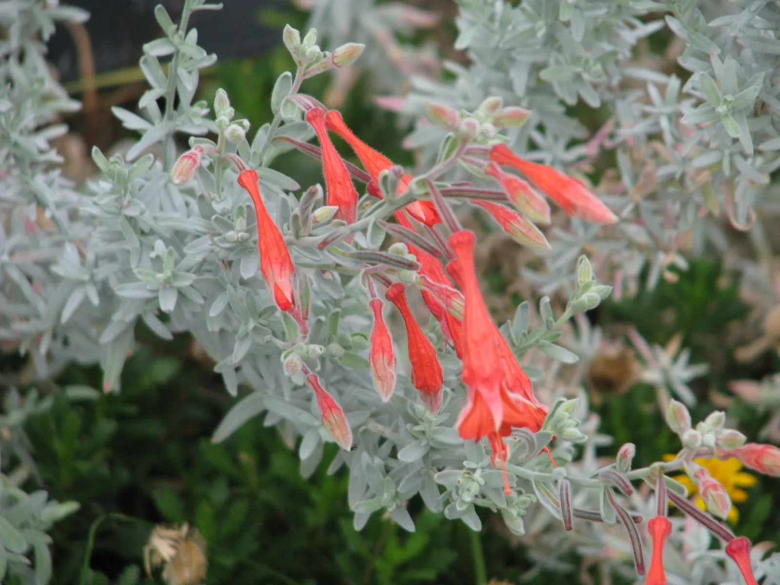 California Fuchsia (Epilobium Canum) — Adds a colorful, low-maintenance option for wildscape designs; these striking flowers are a magnet for, image 106