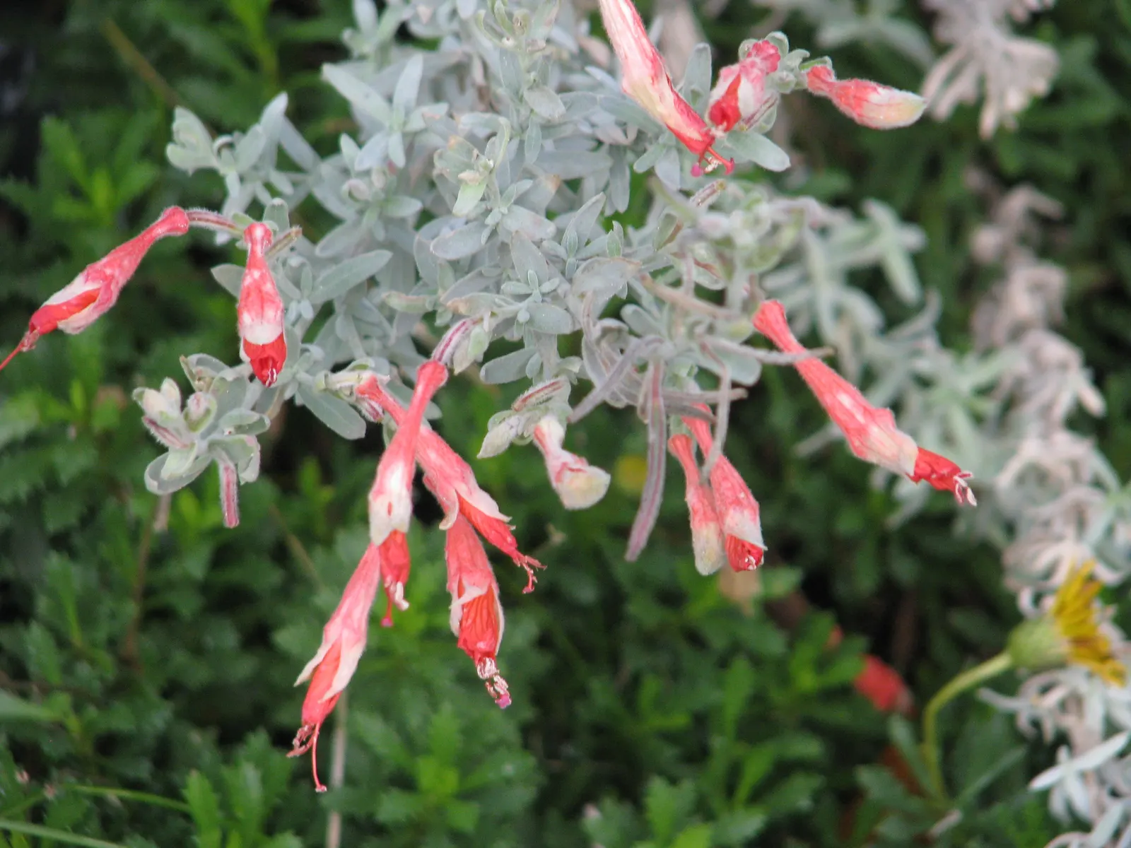 California Fuchsia (Epilobium Canum) — thriving in hardiness zones 7-10; drought-resistant and thriving in full sun, it reaches 1 to 2 feet in, image 108