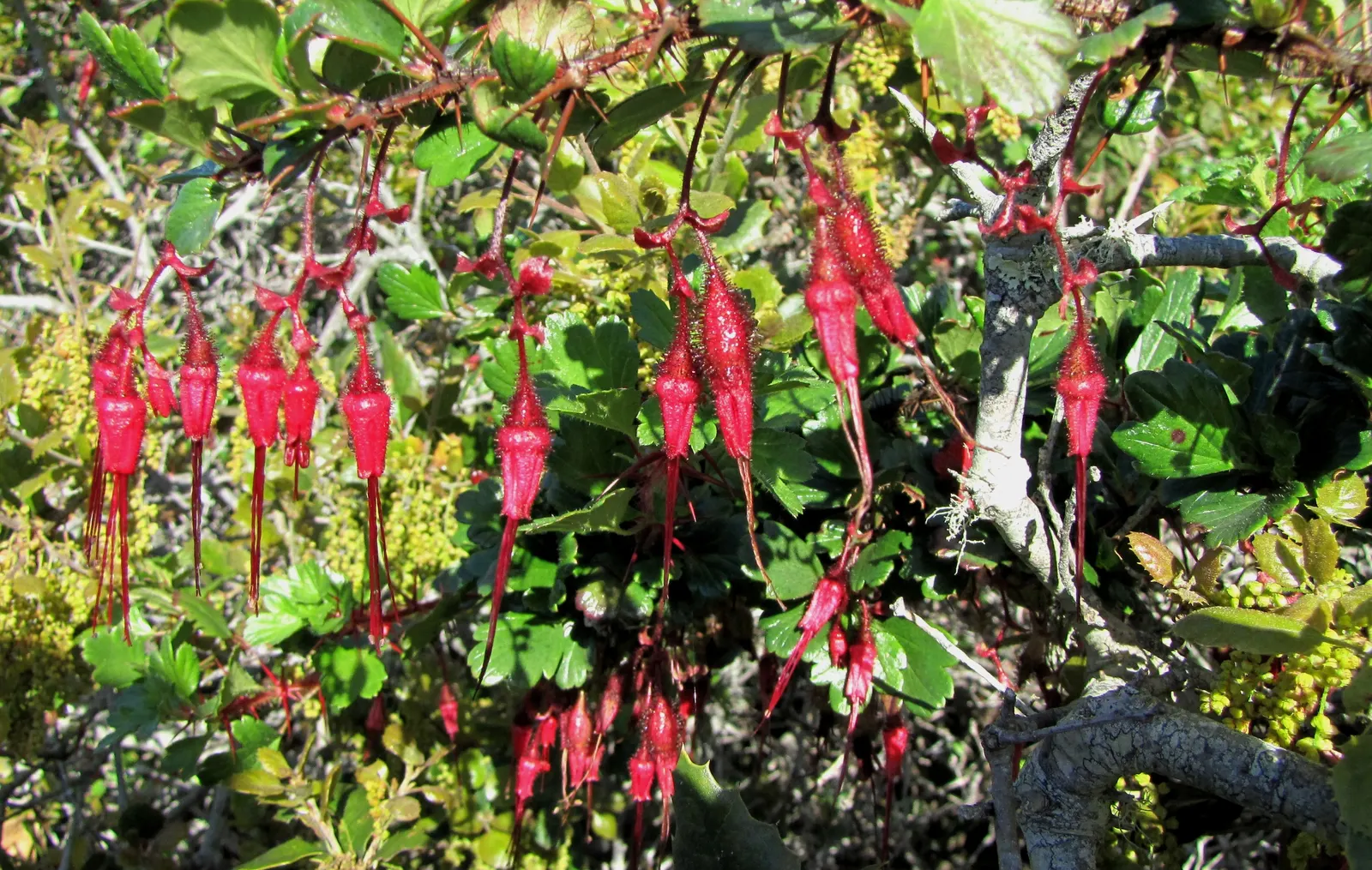 California Fuchsia (Epilobium Canum) — Noted for its drought tolerance once established