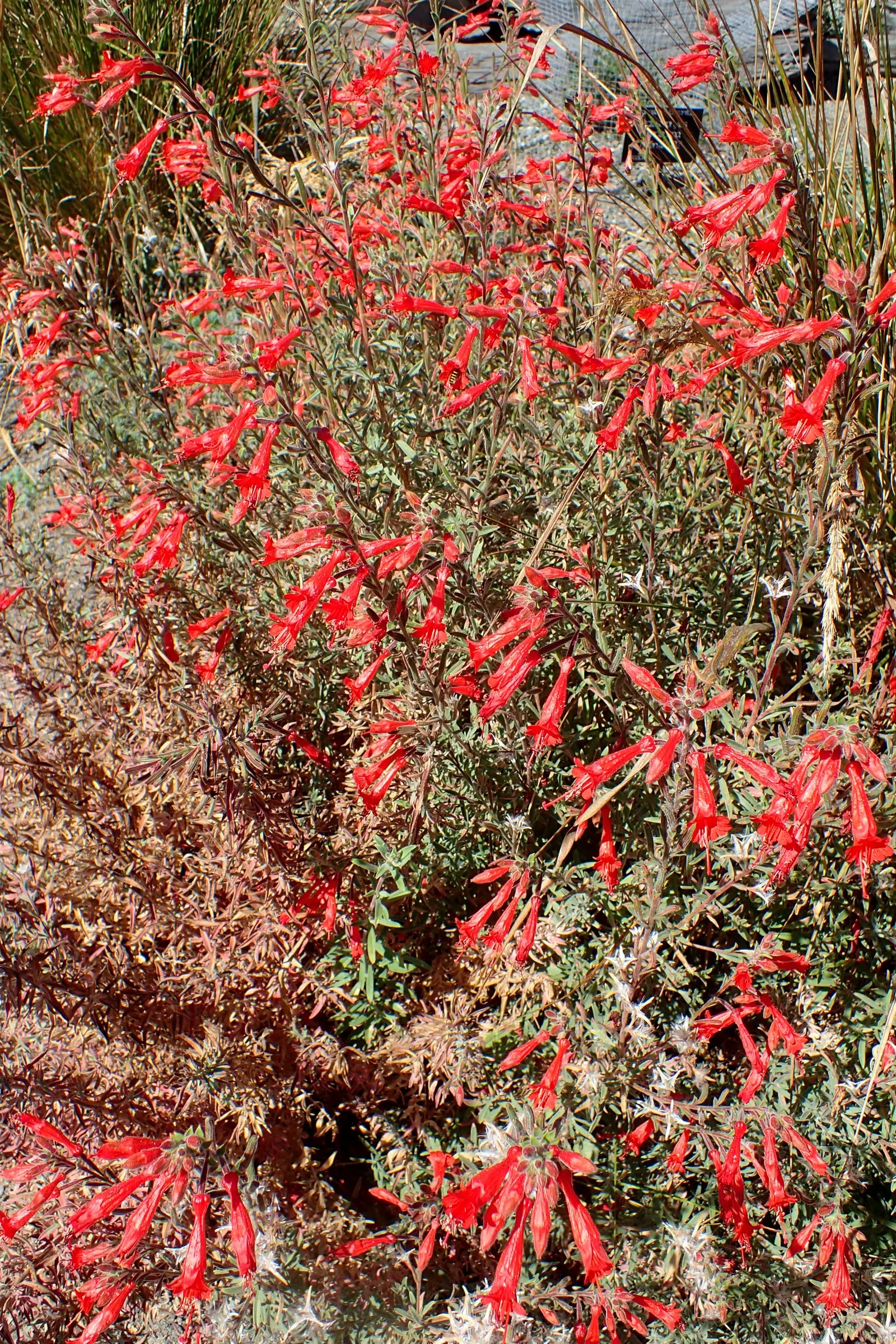 California Fuchsia (Epilobium Canum) — creating a dense mat that can suppress weeds effectively; adds a colorful, low-maintenance option for, image 87