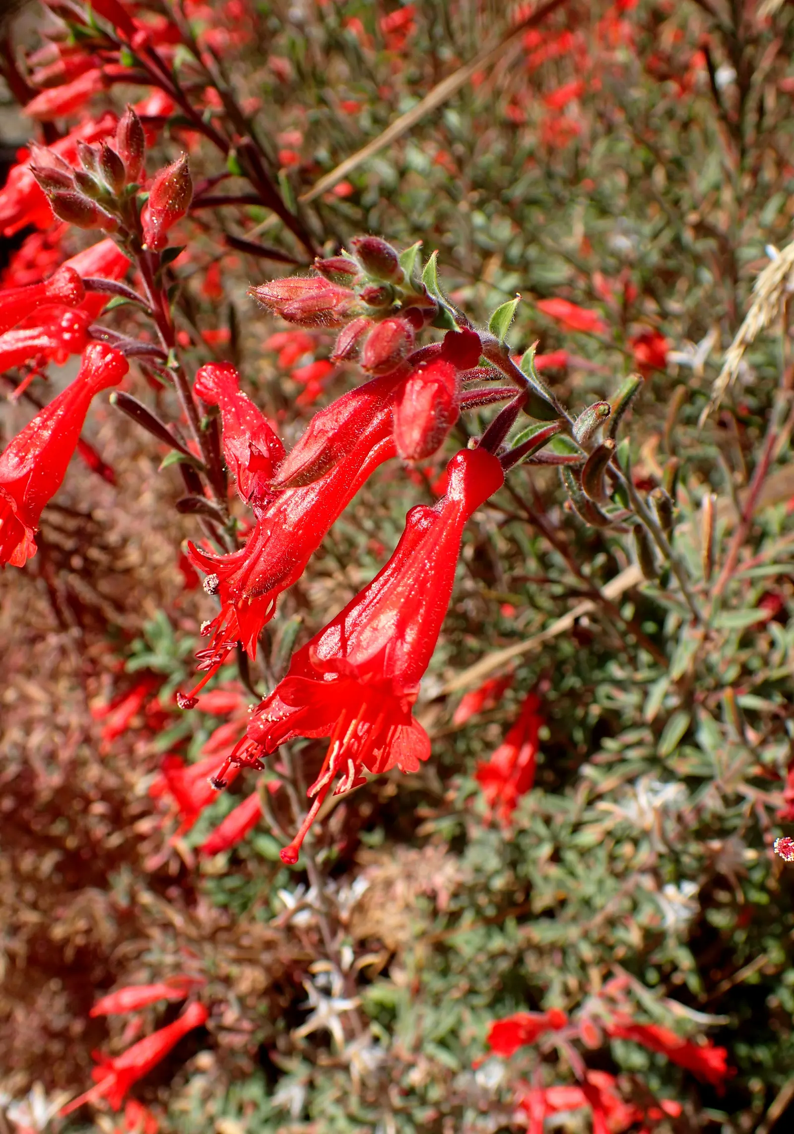 California Fuchsia (Epilobium Canum) — inviting a lively buzz of activity in the garden.<br><br>For the ideal cultivation of Epilobium canum; its, image 90