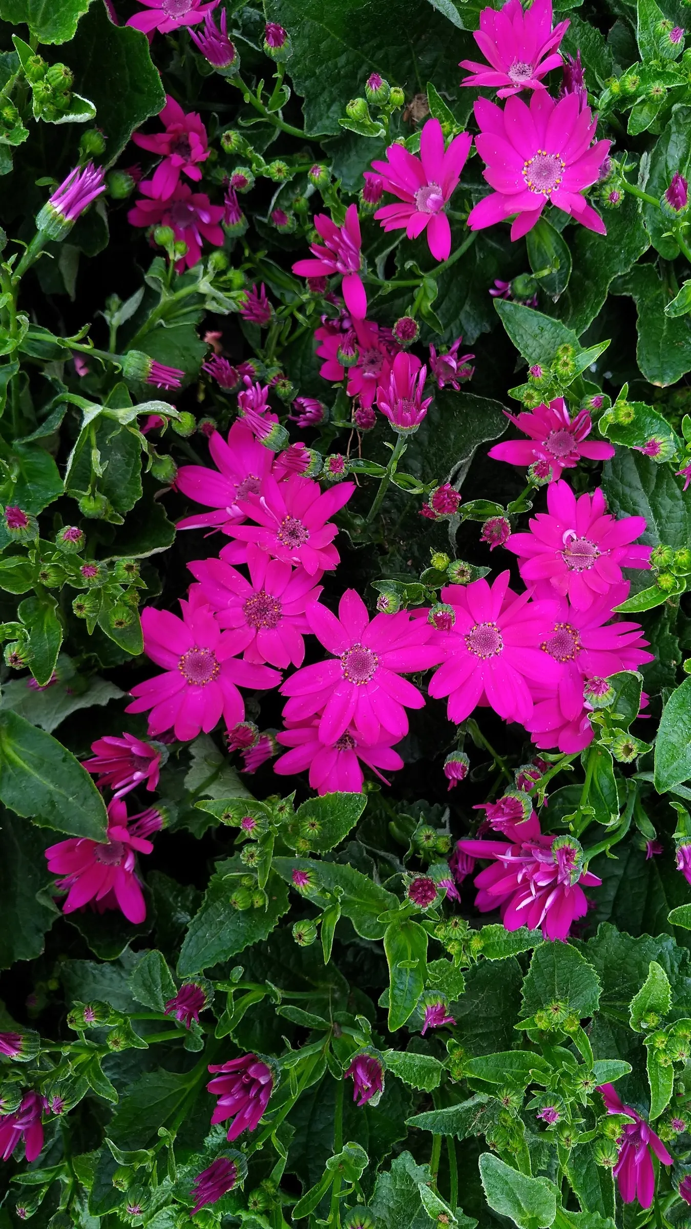 California Fuchsia (Epilobium Canum) — inviting a lively buzz of activity in the garden.<br><br>For the ideal cultivation of Epilobium canum