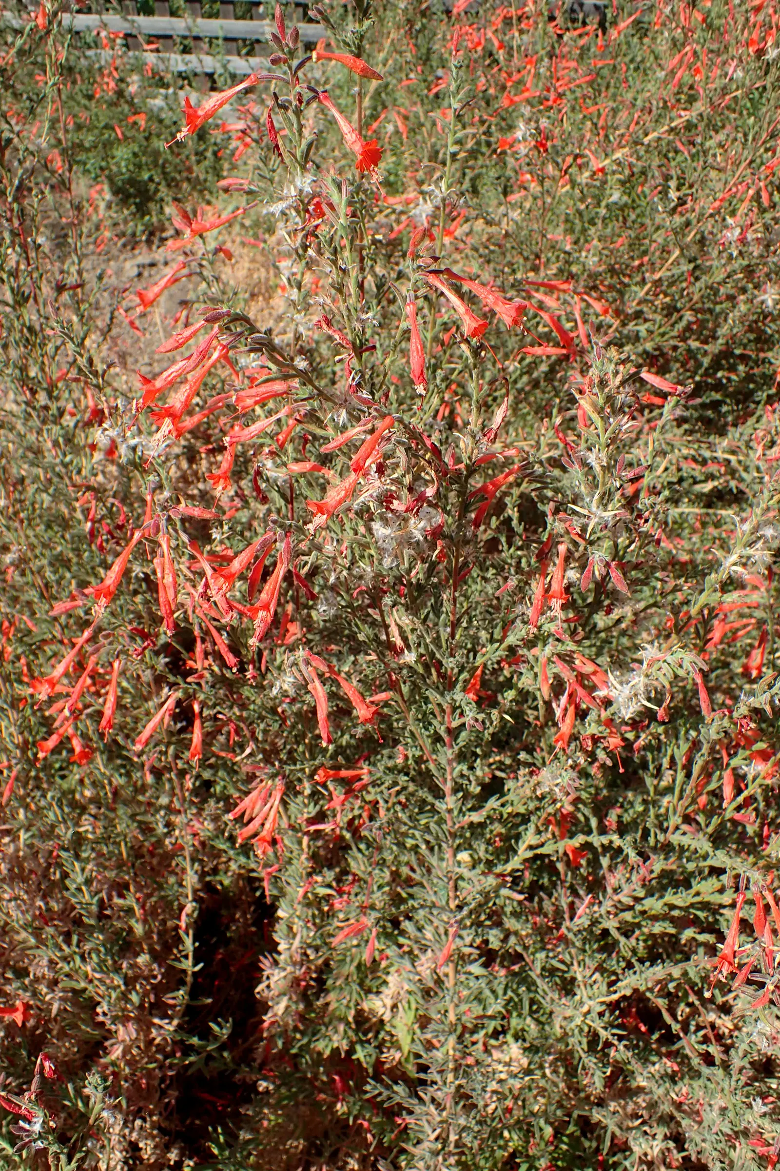 California Fuchsia (Epilobium Canum) — Minimal maintenance is required; plant it in well-drained soil and position it where it can receive full sun, image 117