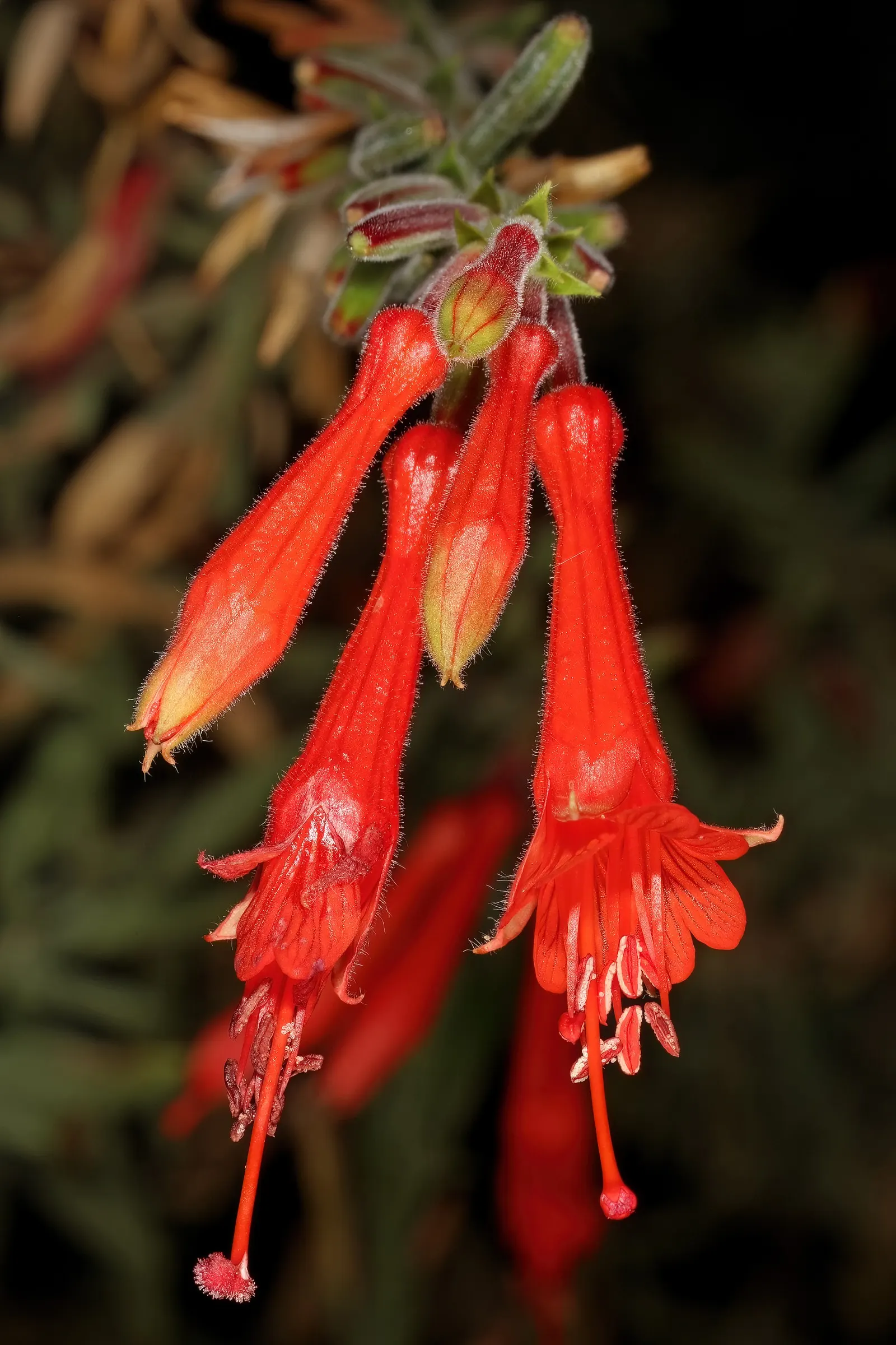 California Fuchsia (Epilobium Canum) — Deadheading spent blooms can encourage a more robust display; prune post-blooming to maintain shape and, image 119