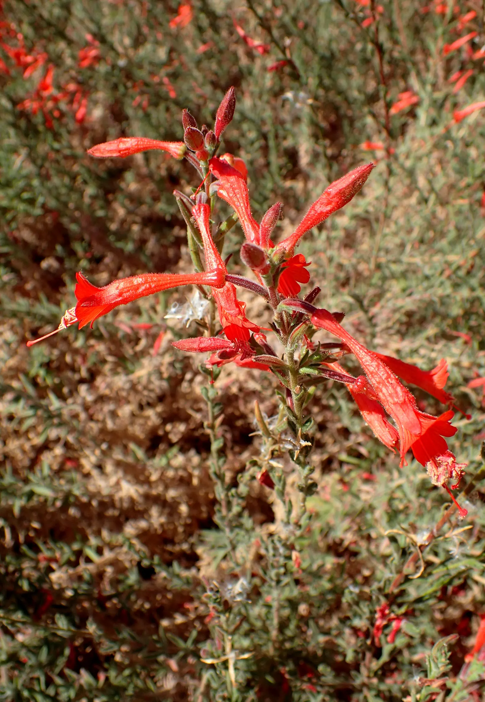 California Fuchsia (Epilobium Canum) — Noted for its drought tolerance once established; lance-shaped leaves that can grow up to 1 inch long, image 84