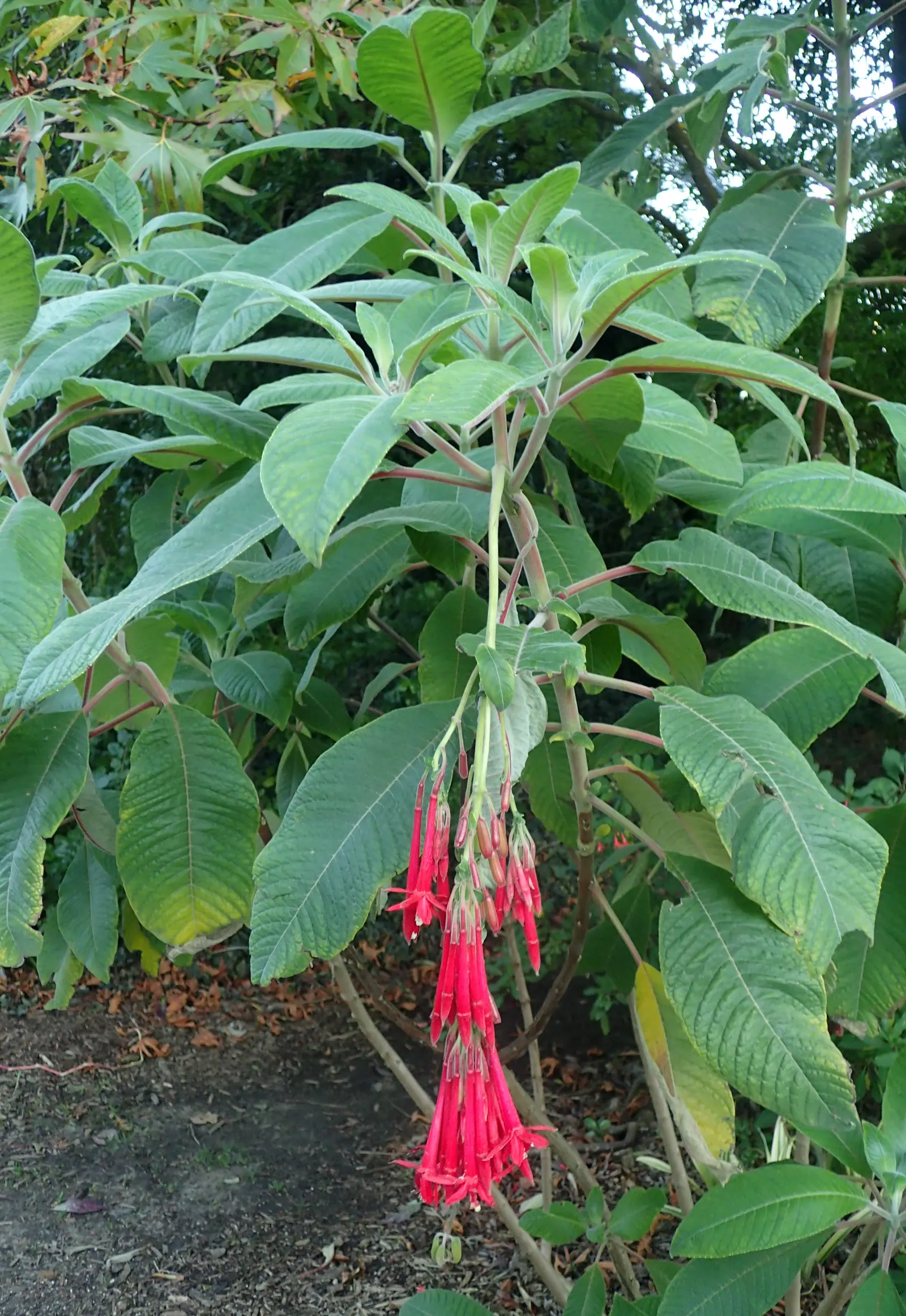 California Fuchsia (Epilobium Canum) — California Fuchsia is a sustainable and eye-catching addition to any Californian landscape; california, image 72