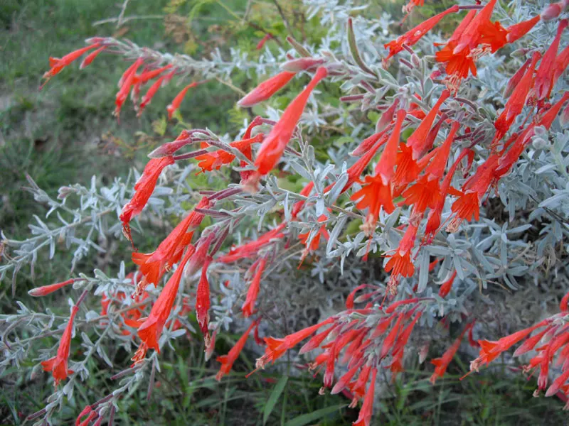 California Fuchsia (Epilobium Canum) — Its bright red-orange flowers, blooming from summer to fall, attract hummingbirds; while the plant itself, image 102