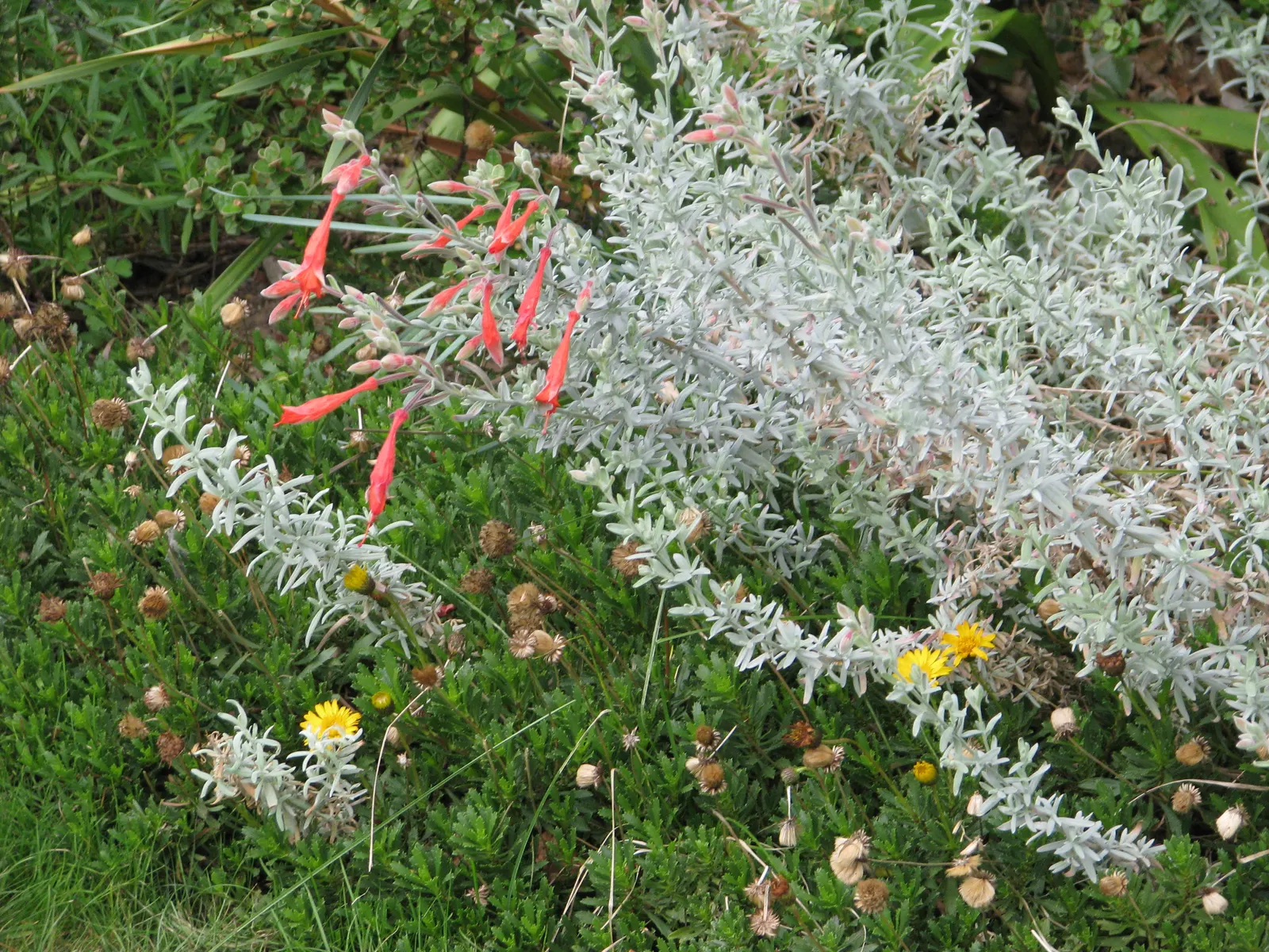 California Fuchsia (Epilobium Canum) — scientifically named Epilobium canum; with its low-water needs and high wildlife value, image 107