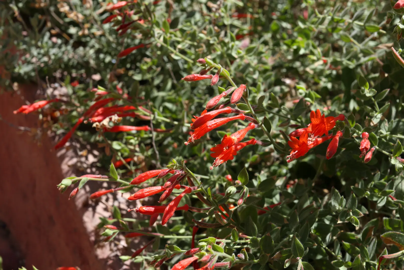 California Fuchsia (Epilobium Canum) — creating a dense mat that can suppress weeds effectively