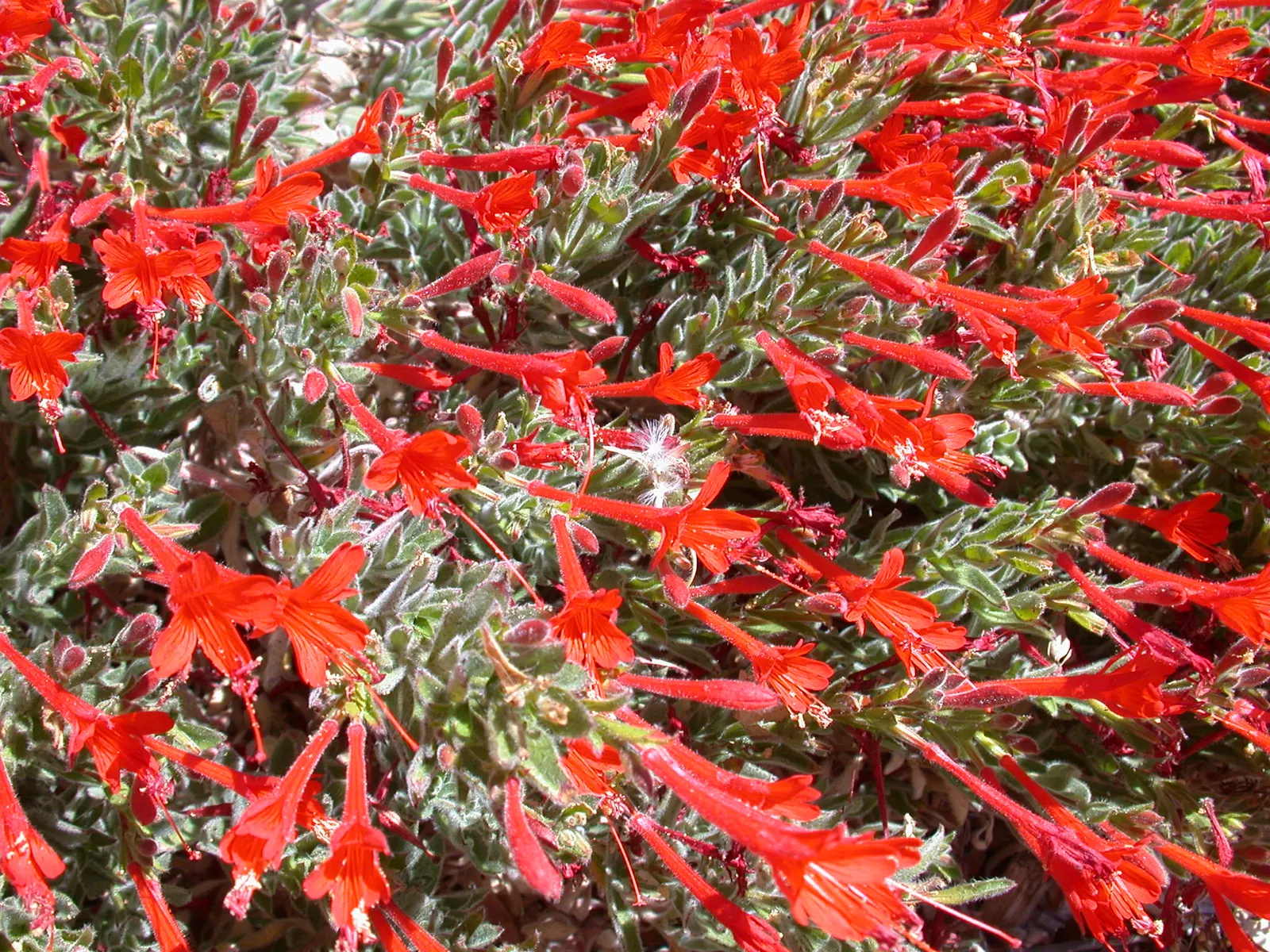 California Fuchsia (Epilobium Canum) — Adds a colorful, low-maintenance option for wildscape designs