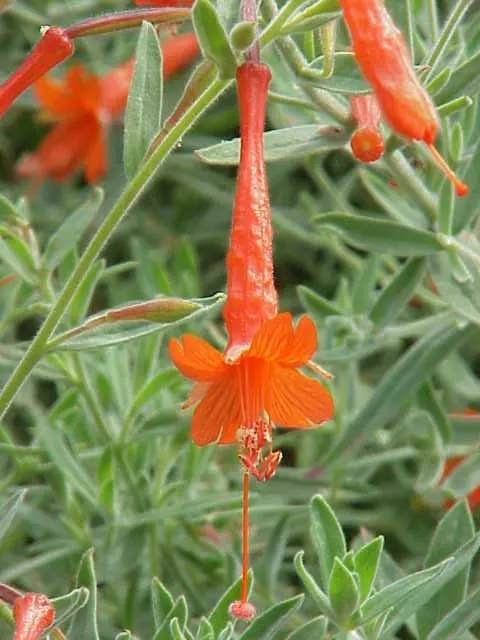 California Fuchsia (Epilobium Canum) — Prune post-blooming to maintain shape and encourage growth; scientifically named Epilobium canum, image 80